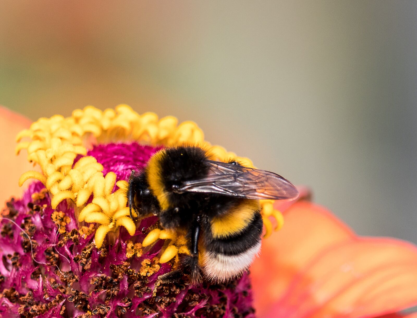 Canon EF-S 55-250mm F4-5.6 IS STM sample photo. Hummel, insect, animal photography