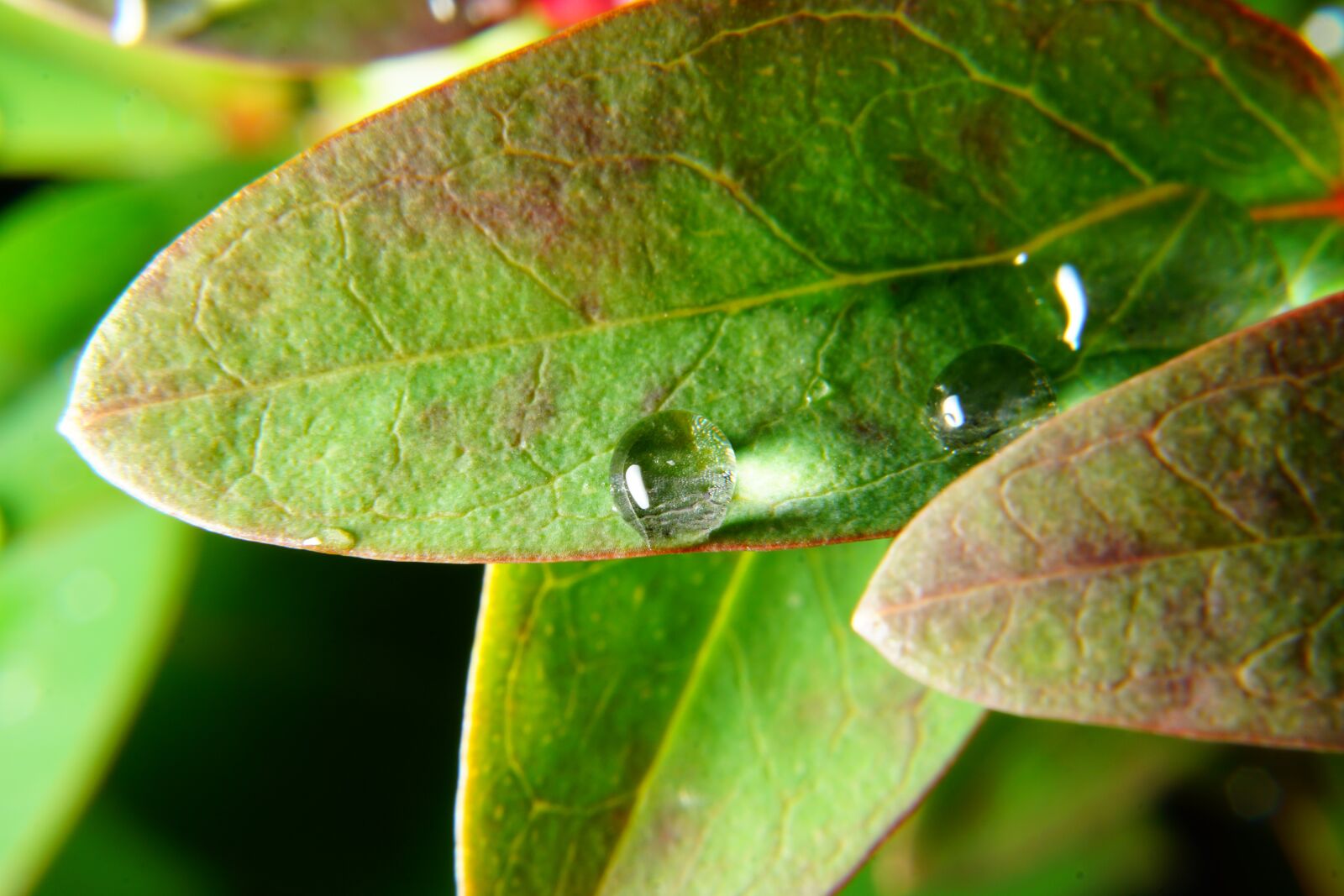 Sony a6000 + E 50mm F1.8 OSS sample photo. Leaf, water, drop photography
