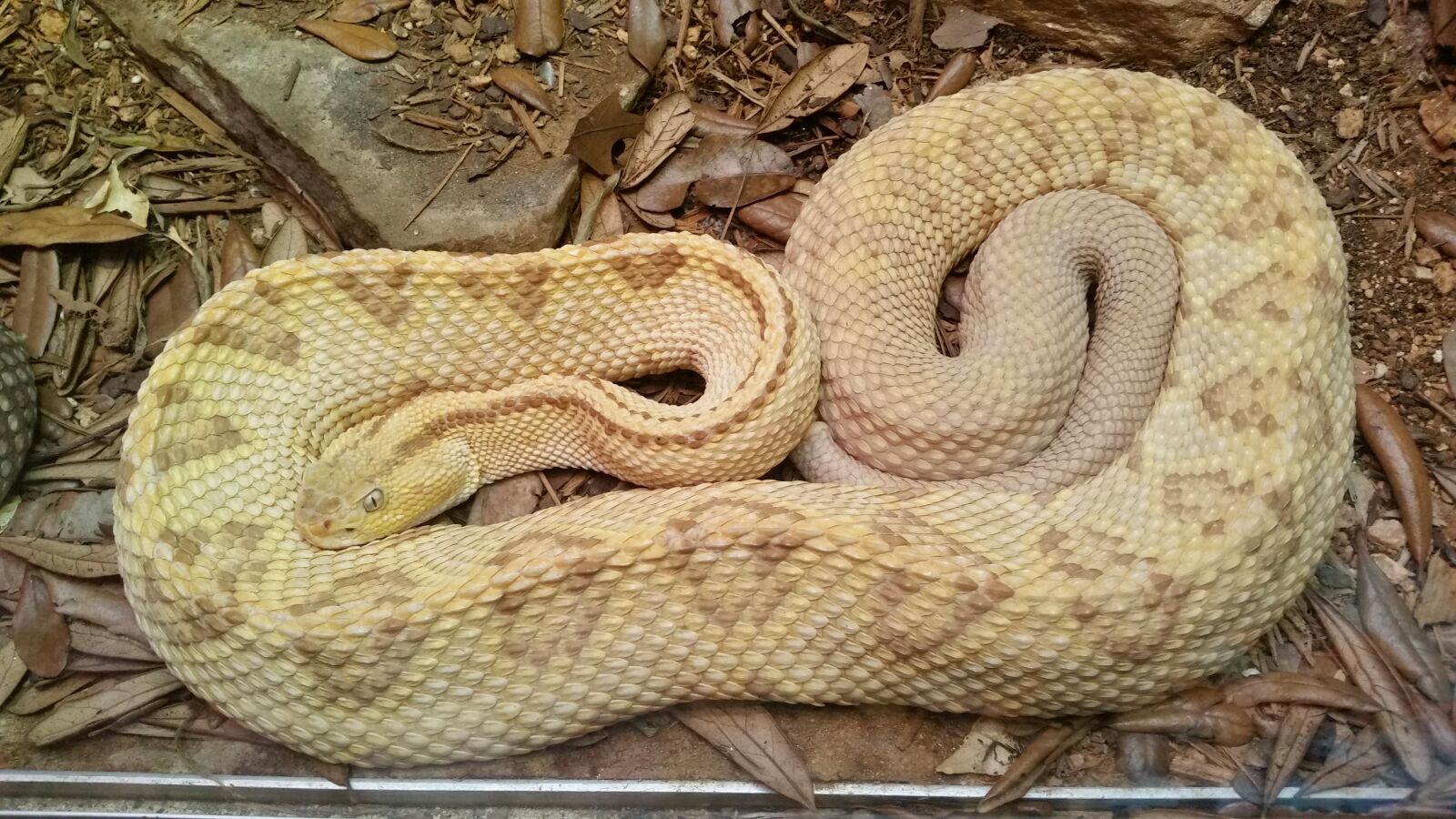 Samsung Galaxy S5 sample photo. Snake, albino snake, albino photography