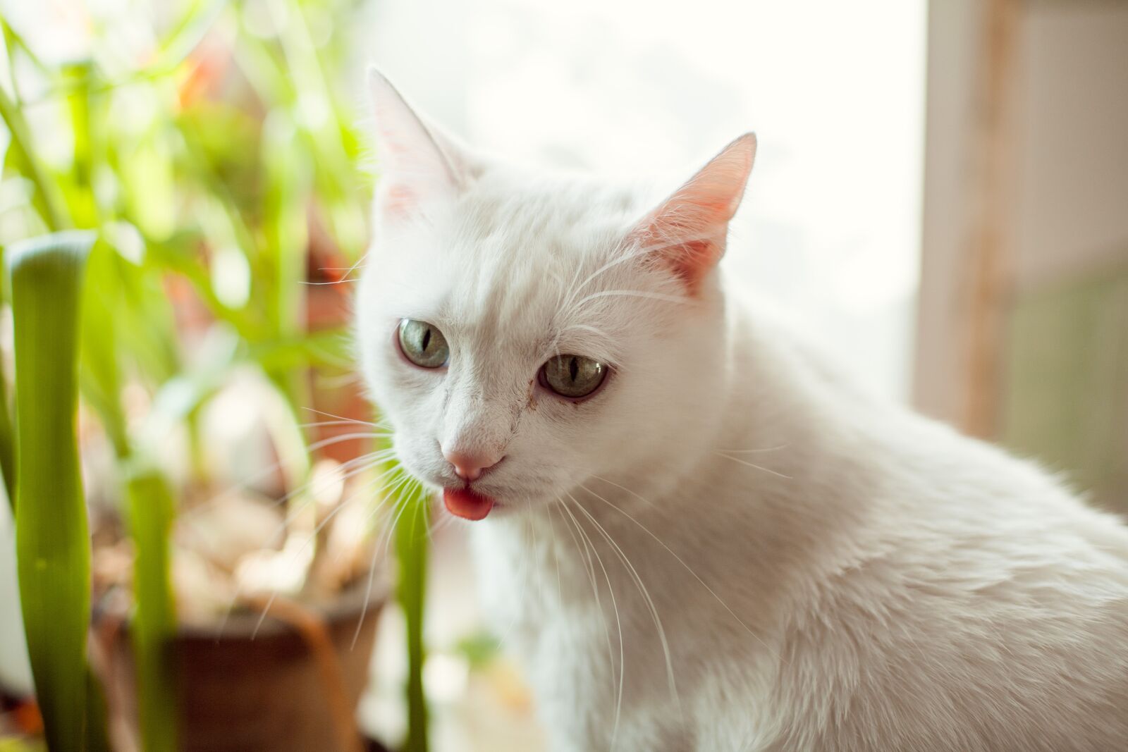 Canon EOS 5D + Canon EF 50mm F1.4 USM sample photo. Cat, white, kitten photography
