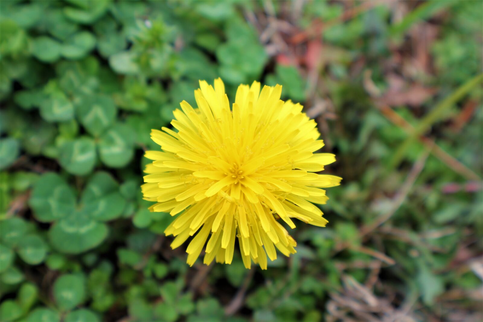 Canon EOS 550D (EOS Rebel T2i / EOS Kiss X4) sample photo. Nature, flora, flower photography