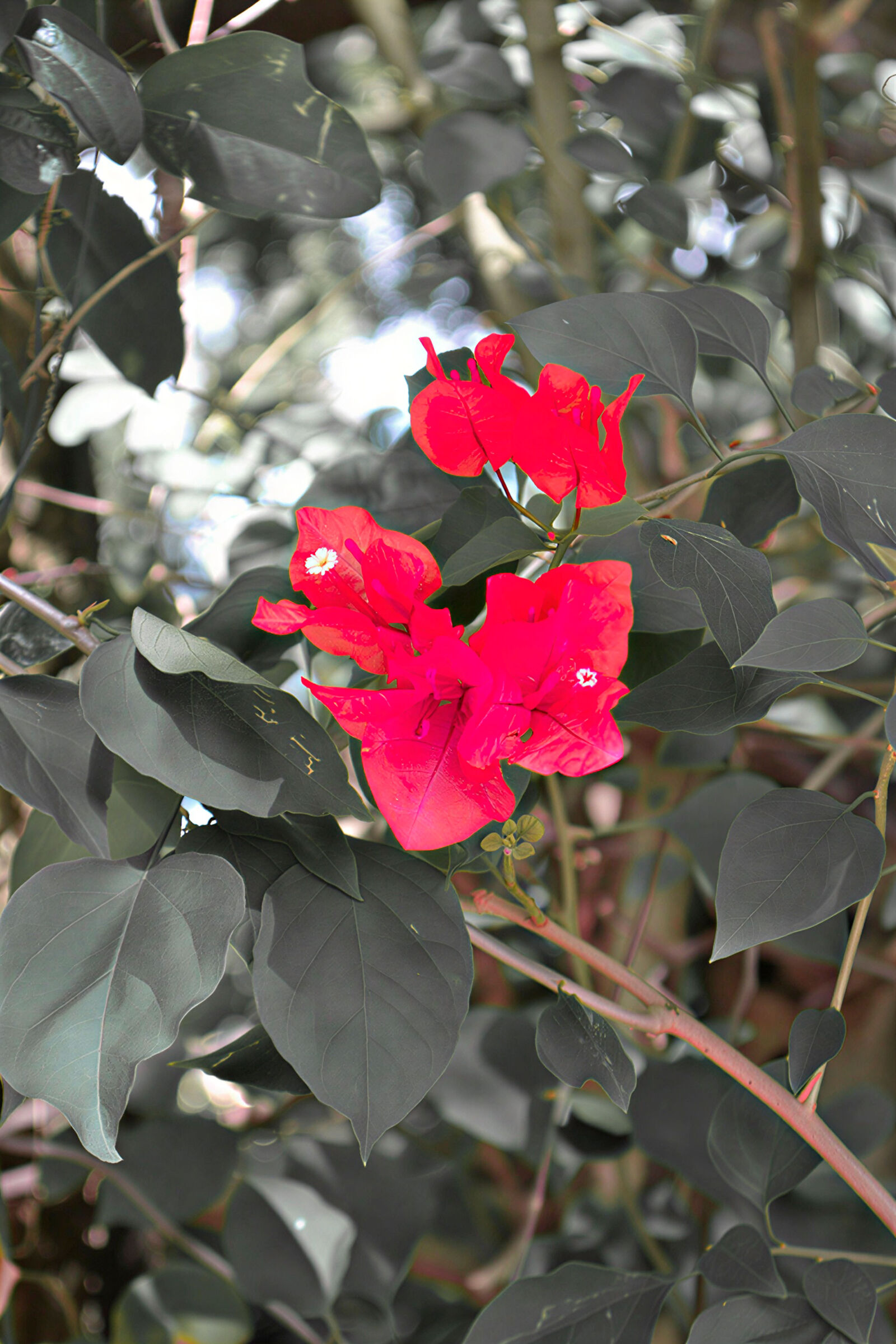 Nikon D3100 sample photo