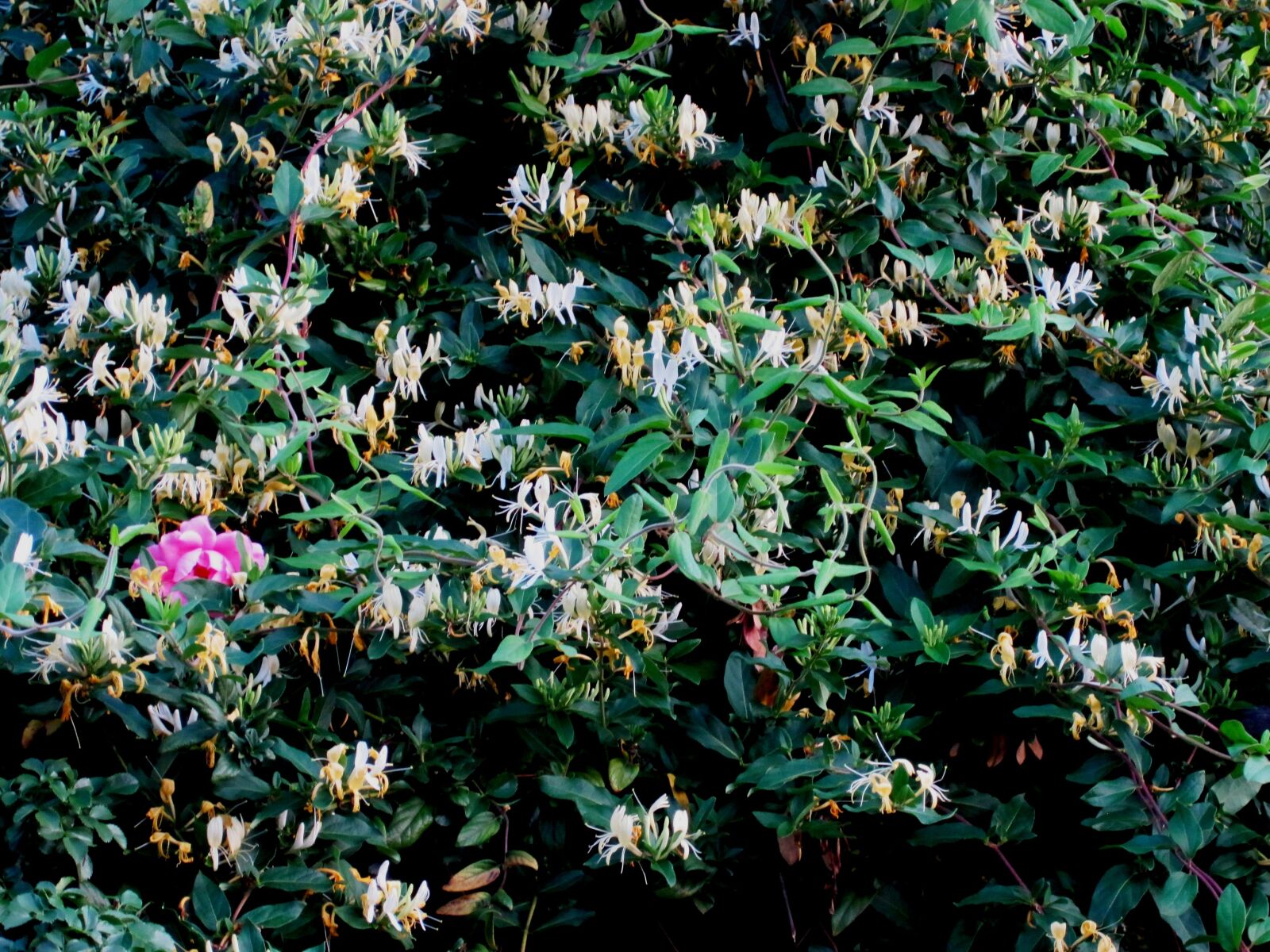 Canon PowerShot SD1200 IS (Digital IXUS 95 IS / IXY Digital 110 IS) sample photo. Garden, spring, flowers photography