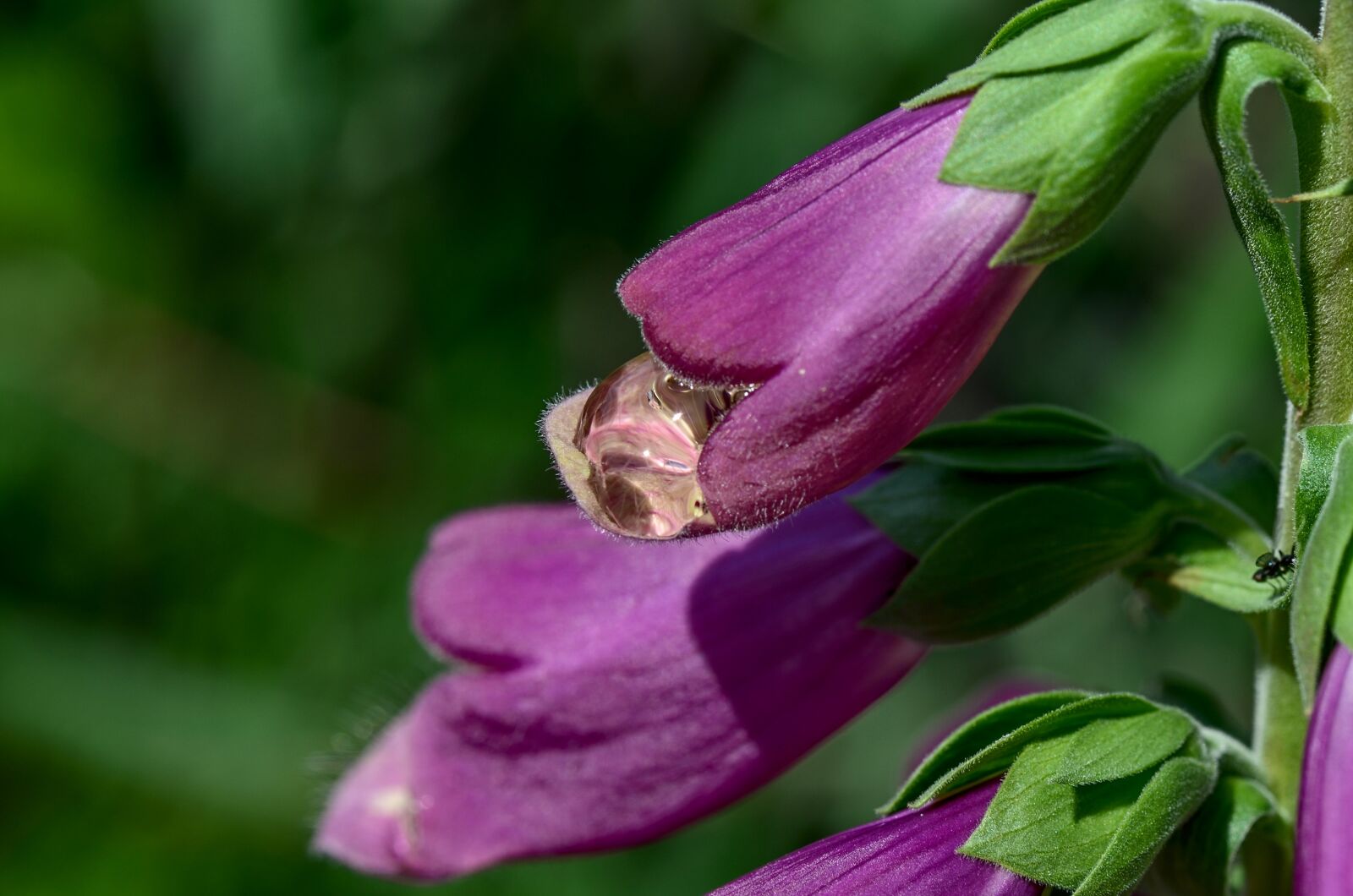 Nikon D7000 sample photo. Thimble, raindrop, garden photography