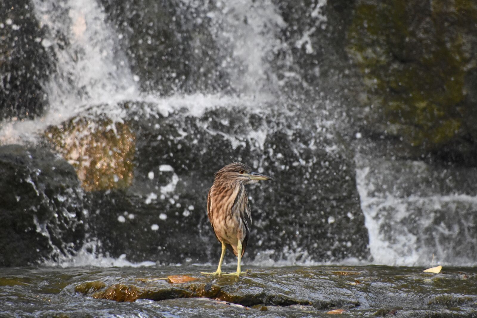 Nikon D7200 sample photo. Grey heron, birds, falls photography