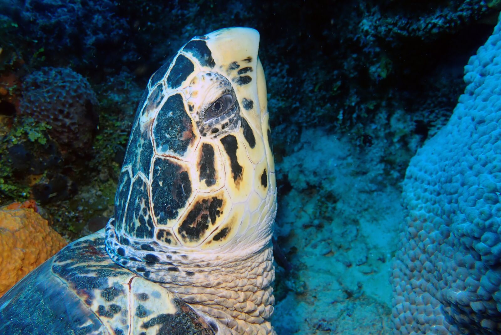Olympus TG-5 sample photo. Turtle, head, underwater photography