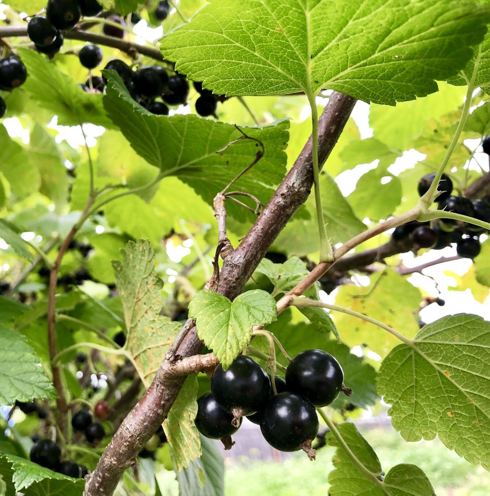 iPhone 8 Plus back dual camera 3.99mm f/1.8 sample photo. Currant, berry, sheet photography