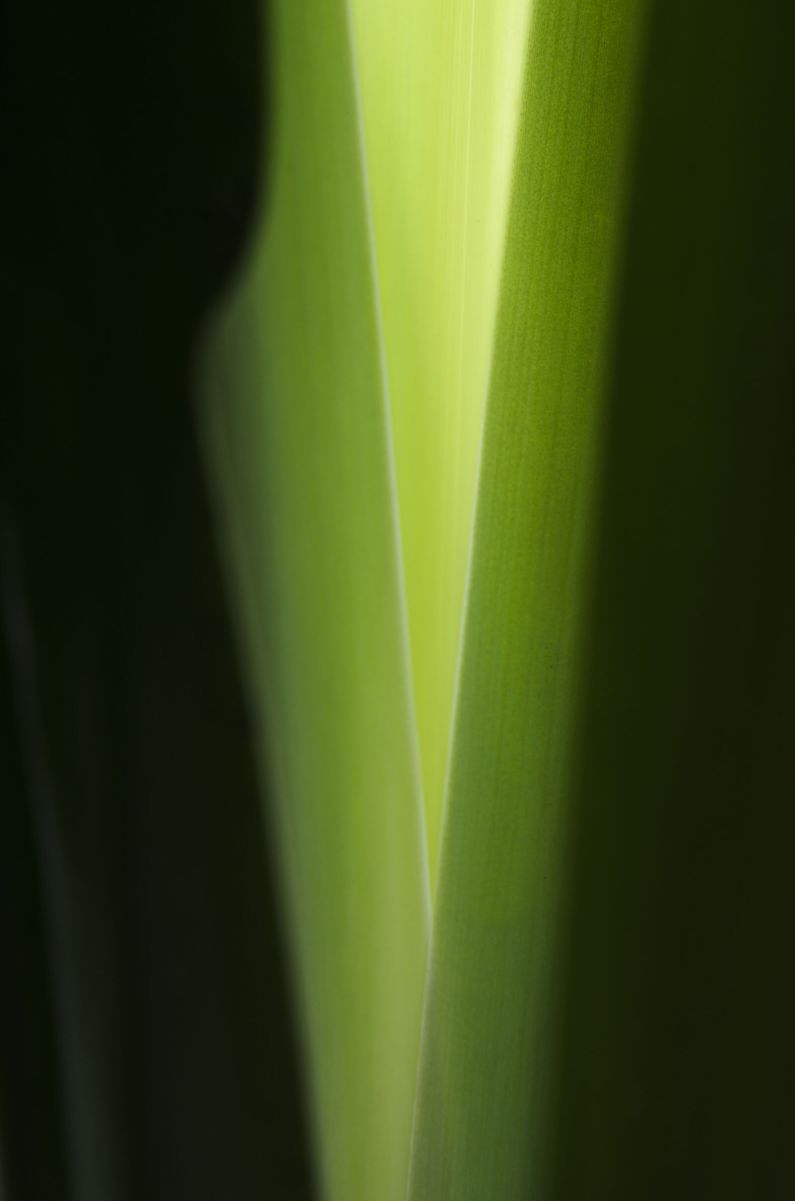 Nikon D7000 + Nikon AF-S Nikkor 50mm F1.8G sample photo. Abstract, abstrato, background, brazilian photography