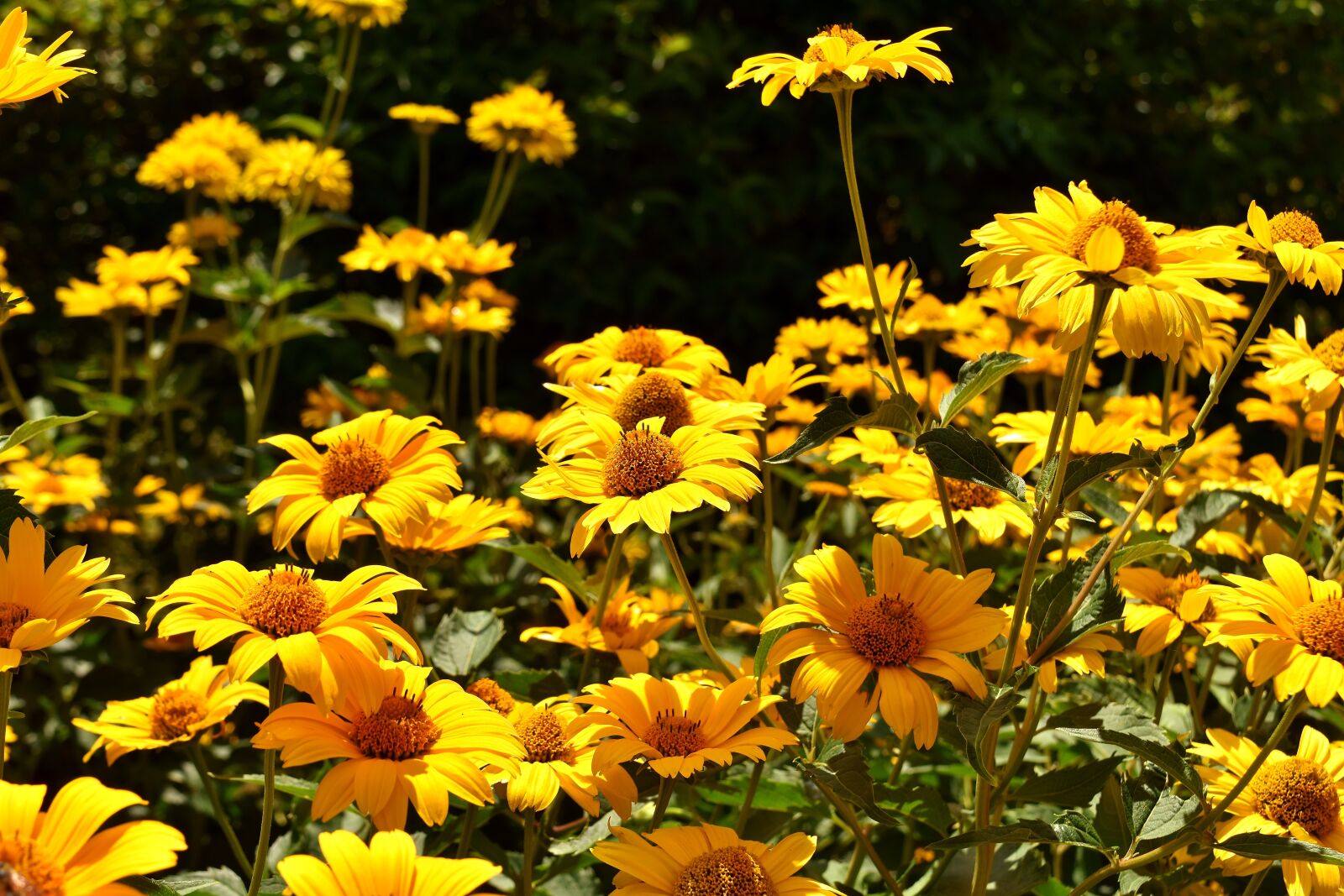 Nikon D7200 sample photo. Flowers, yellow, blossom photography
