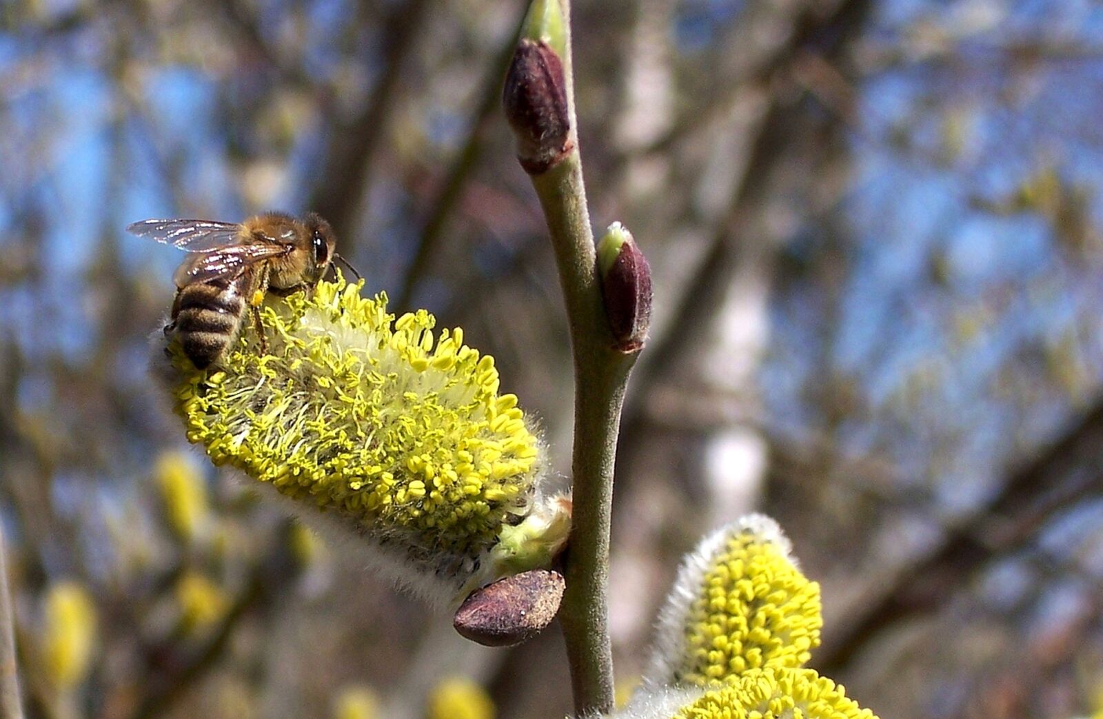 Kodak DX7440 ZOOM DIGITAL CAMERA sample photo. Bee, hazelnut, blossom photography