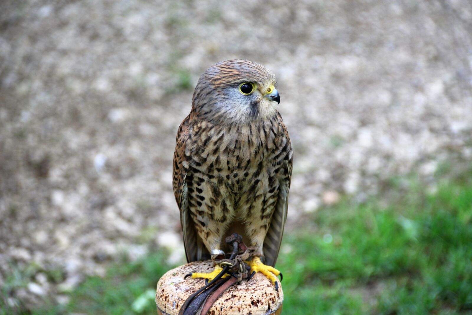 Canon EOS 100D (EOS Rebel SL1 / EOS Kiss X7) sample photo. Kestrel, bird of prey photography