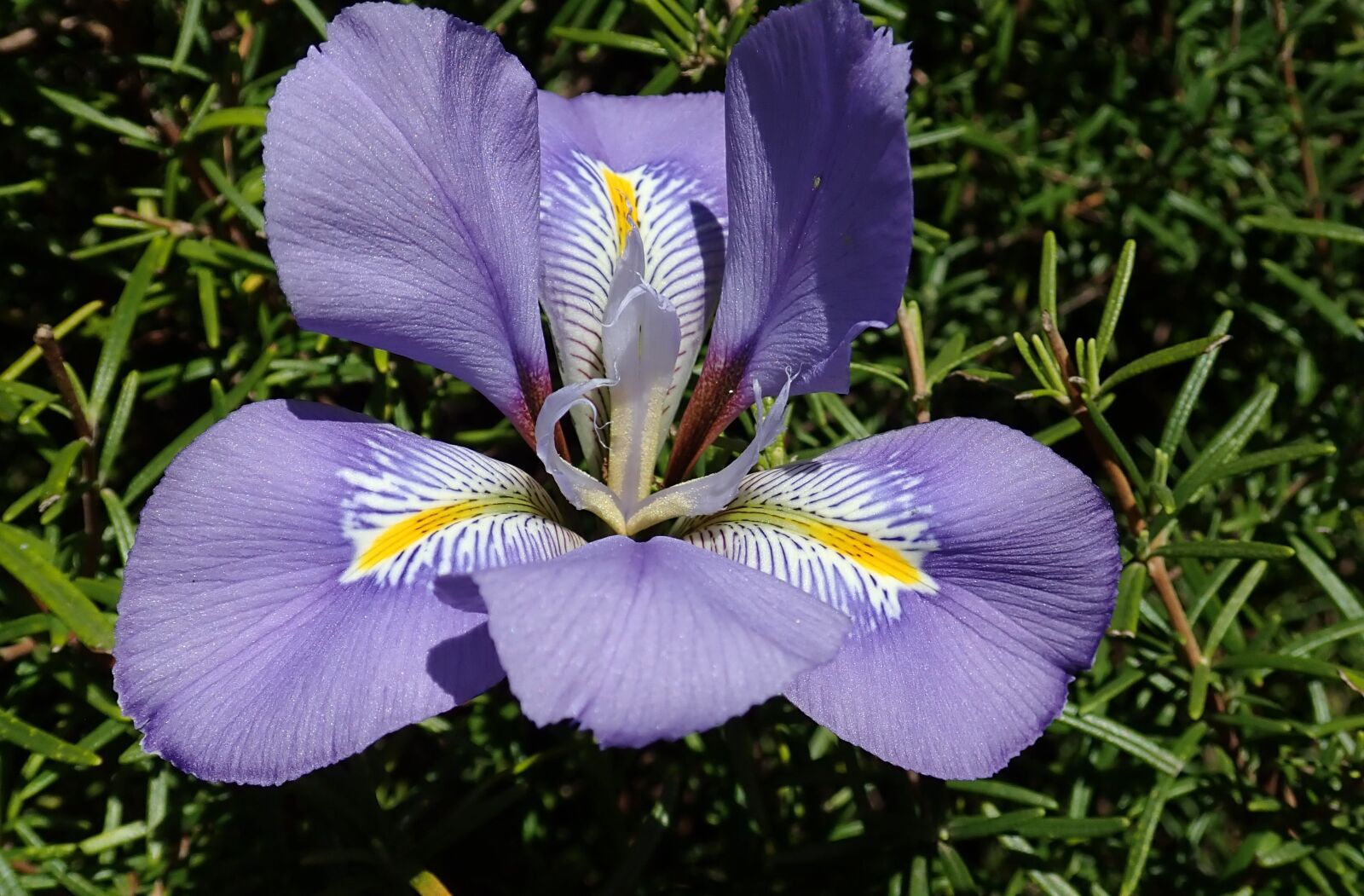 Olympus TG-5 sample photo. Iris, winter, flower photography