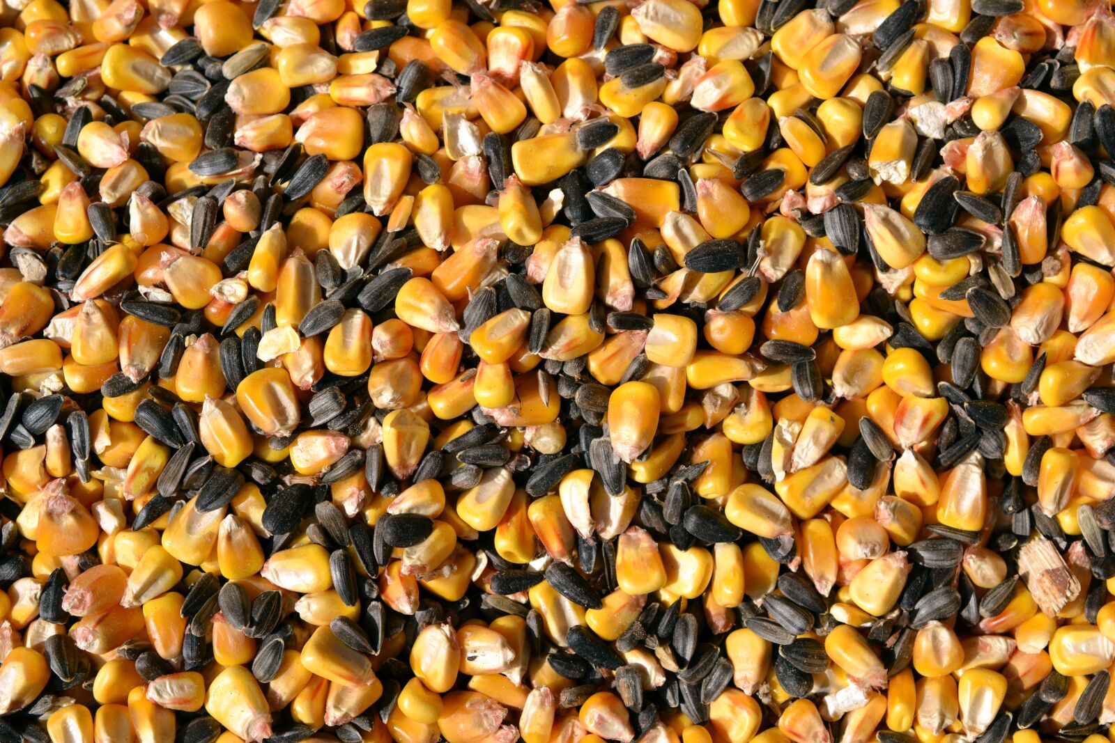 Nikon D3100 sample photo. Seeds, corn, sunflower photography