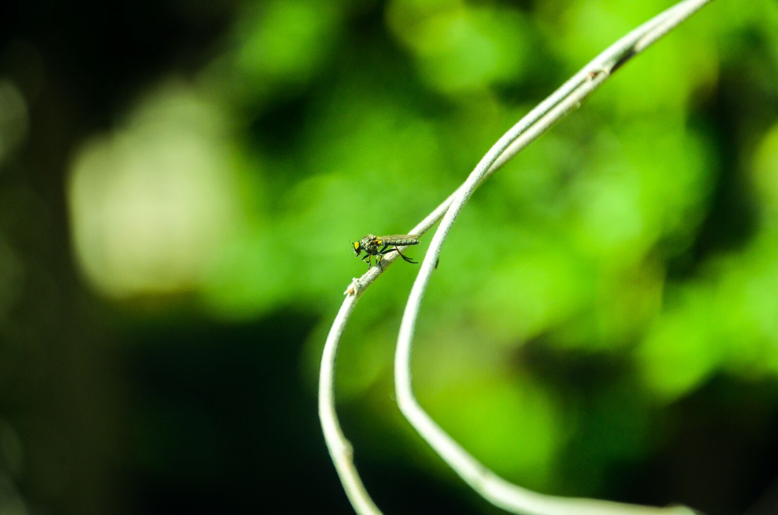 Nikon D7000 sample photo. Insect, summer, branch photography