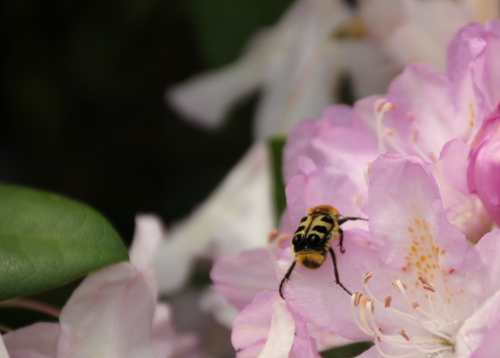 Canon EOS 650D (EOS Rebel T4i / EOS Kiss X6i) sample photo. Brush beetle, insect, beetle photography