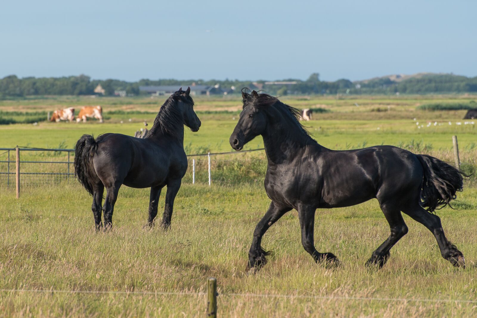 Nikon D750 sample photo. Hors, horses, animal photography