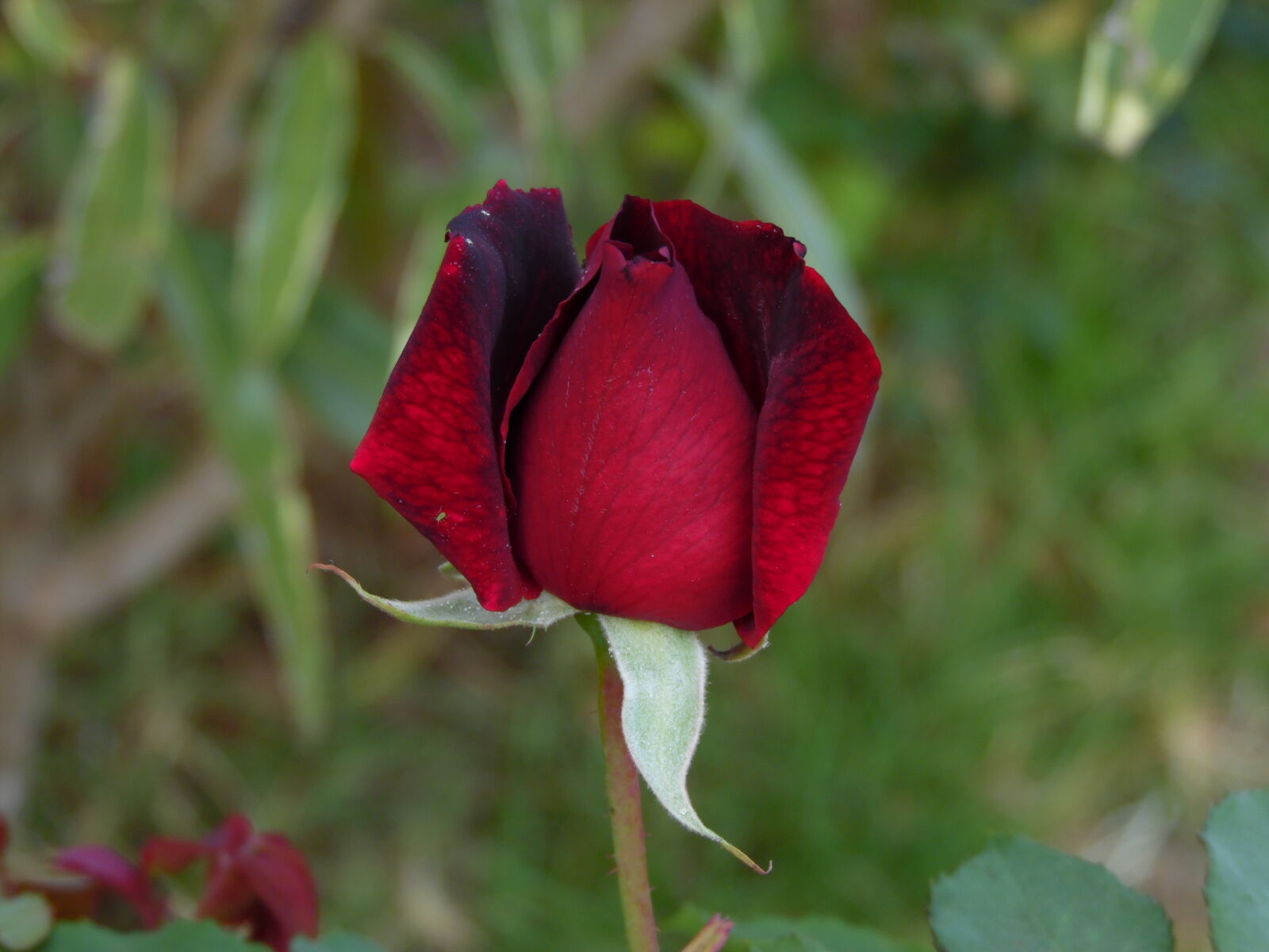 Samsung WB1100F/WB1101F/WB1102F sample photo