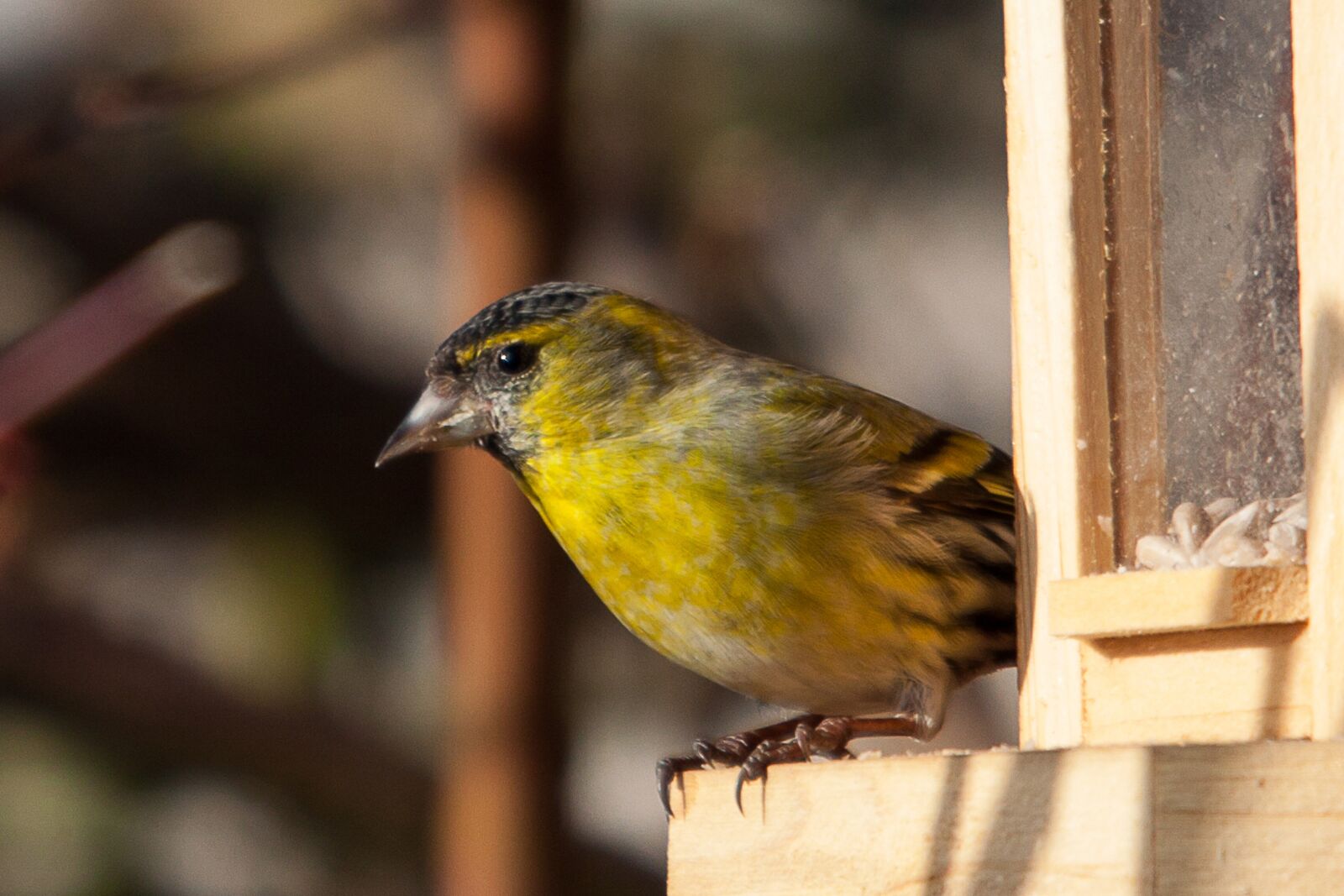Canon EOS 50D sample photo. Siskins, songbird, bird photography