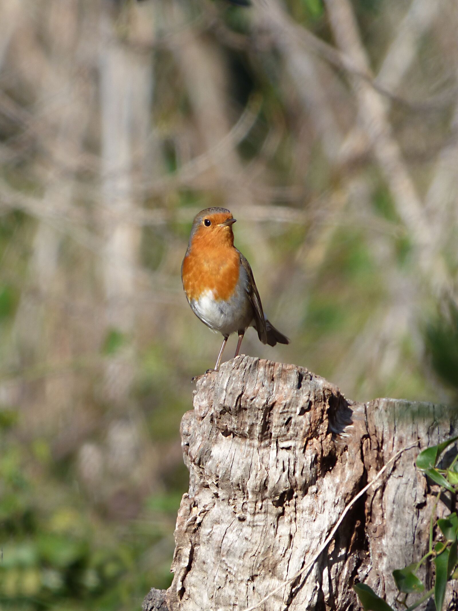 Panasonic Lumix DMC-FZ70 sample photo. Robin, trunk, pit-roig photography
