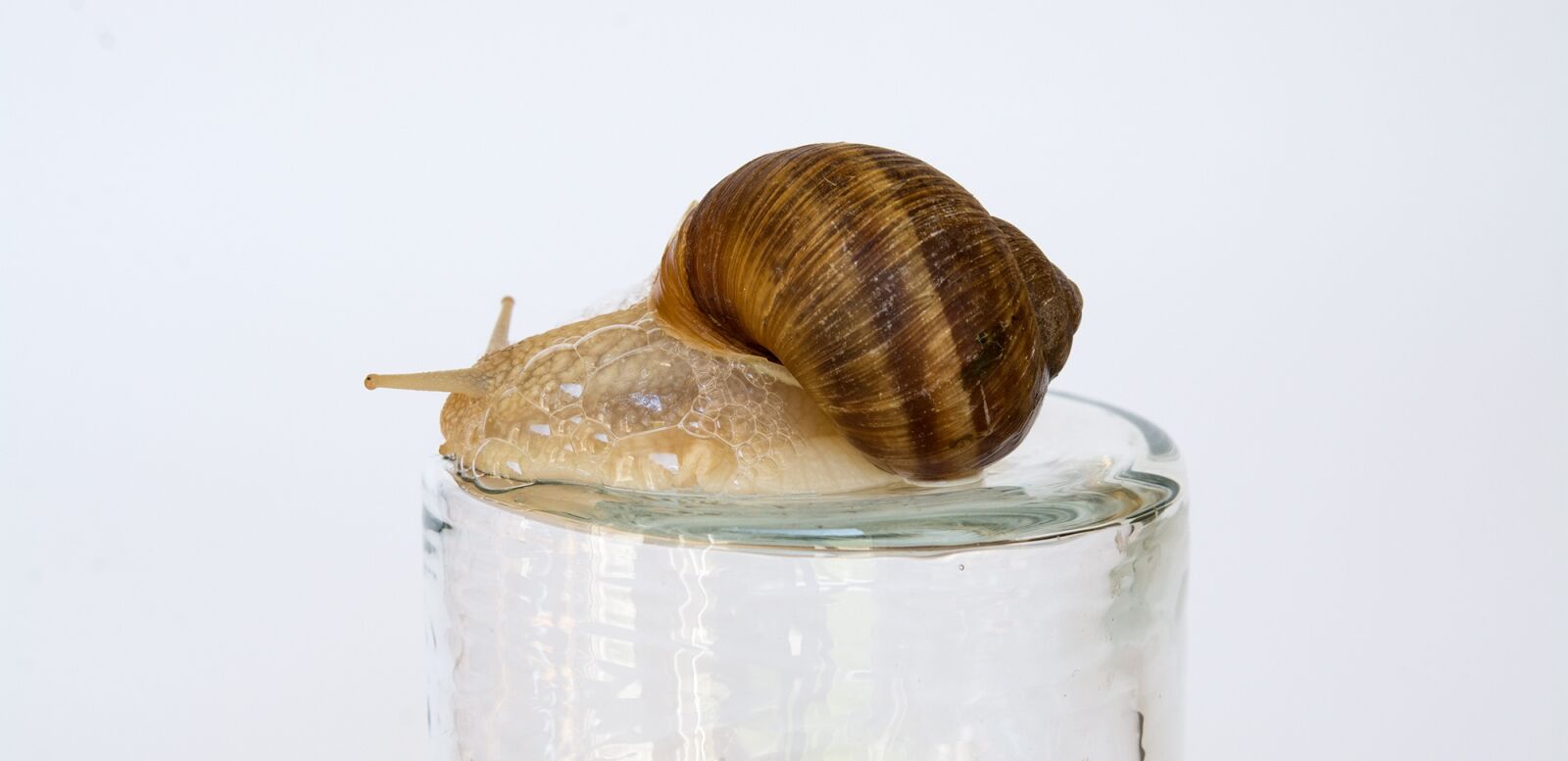 Nikon D7100 sample photo. Snail, shell, mollusk photography