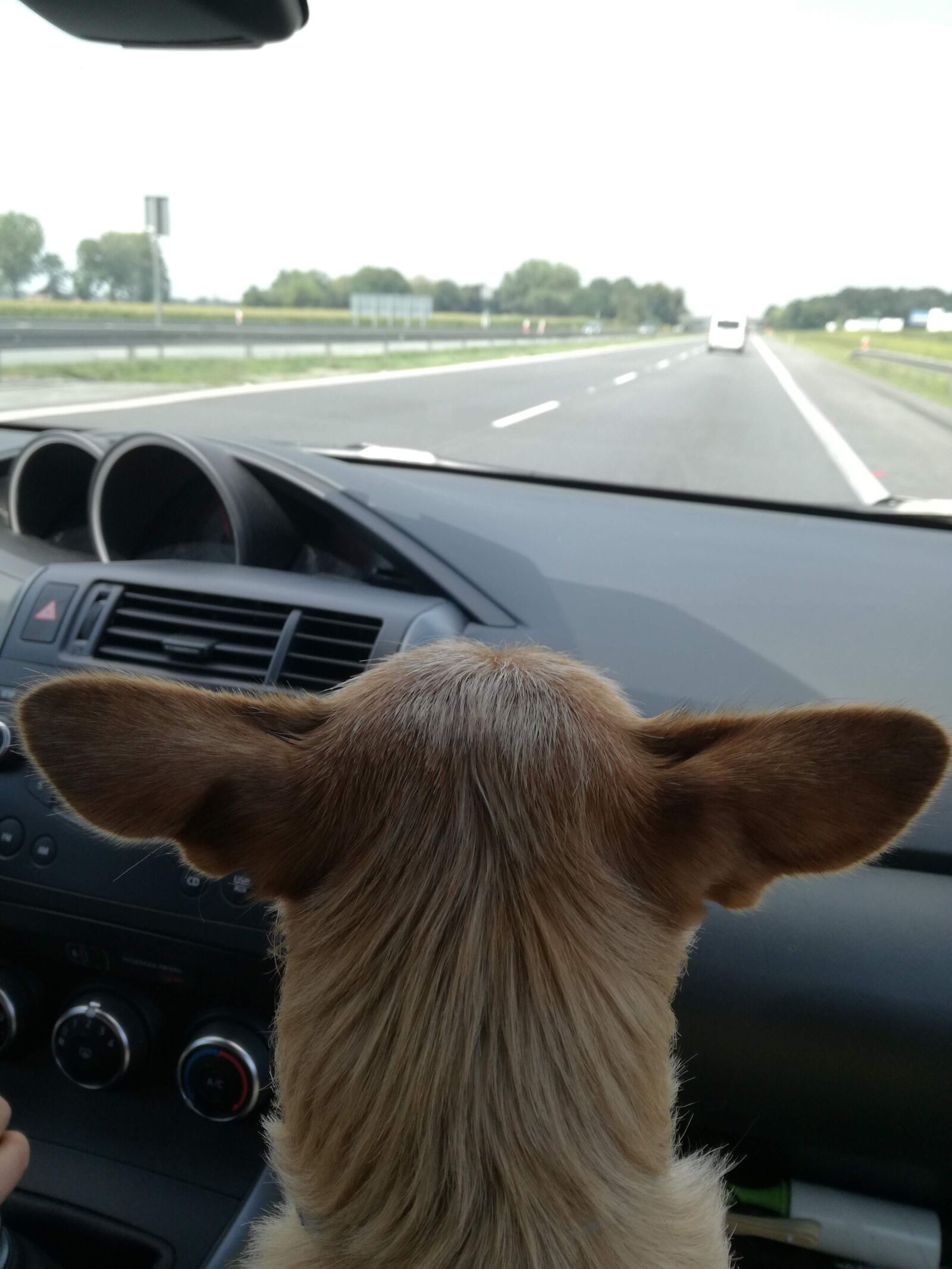 HUAWEI P9 LITE sample photo. Dog, travel, animal photography