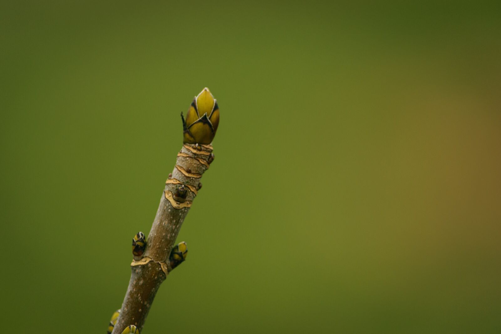 Nikon D5300 sample photo. Nature, spring, tree photography
