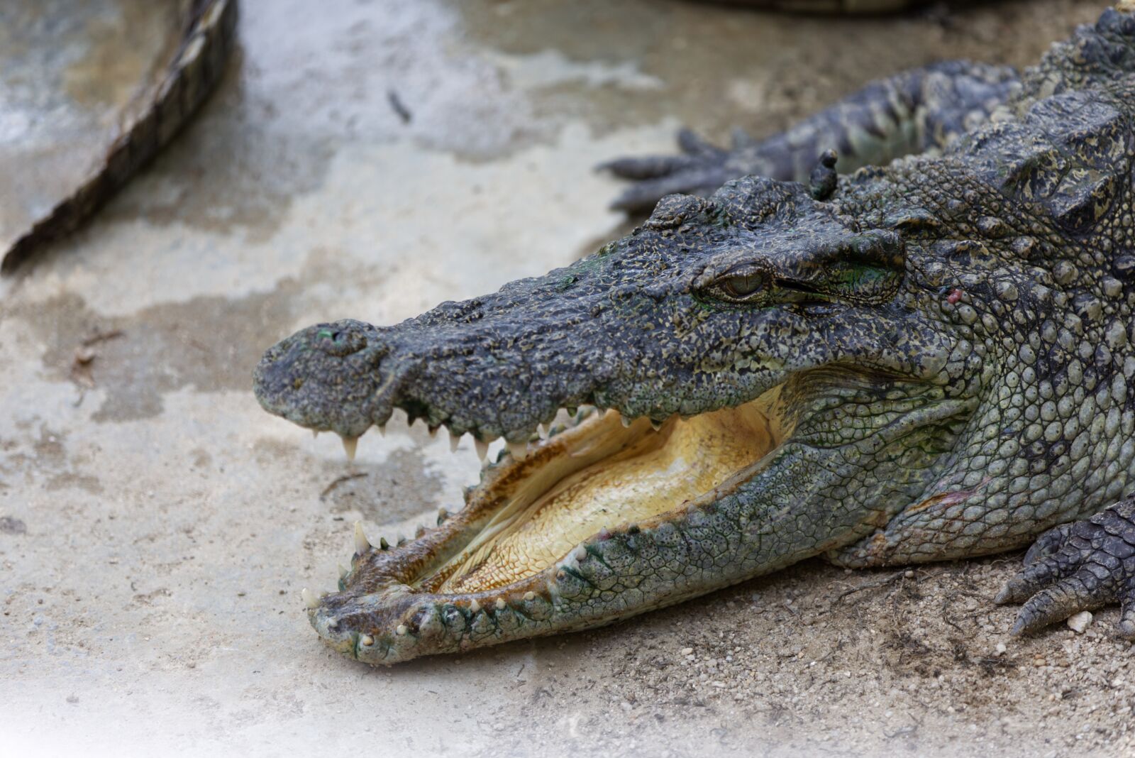 Canon EF 70-200mm F2.8L IS II USM sample photo. Crocodile, animal, wild photography