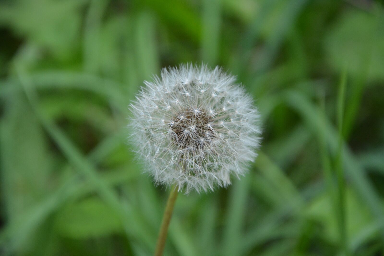 Nikon D5200 sample photo. Flower dandelion, plants, plant photography