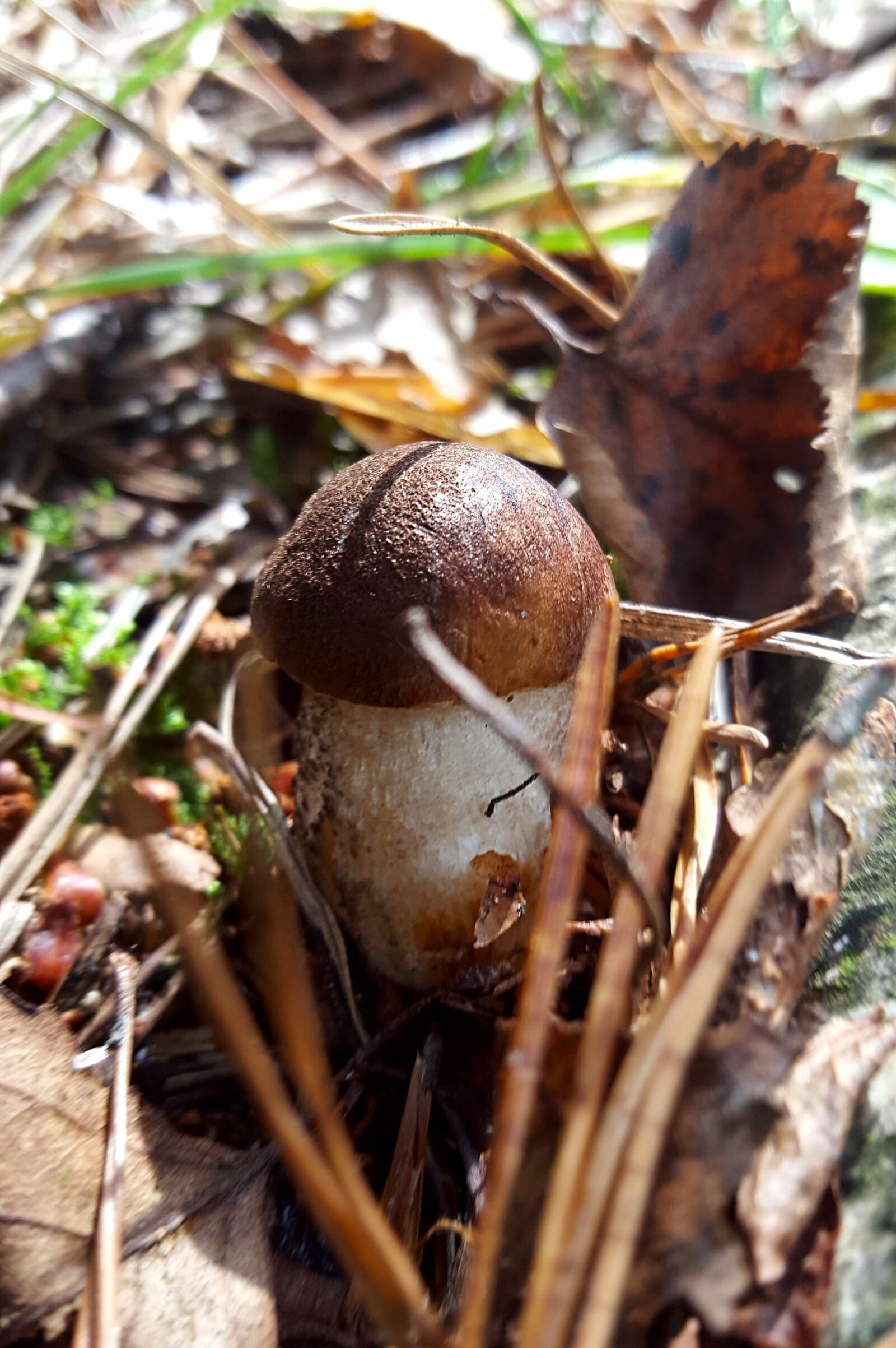 Samsung Galaxy S6 sample photo. Mushroom, autumn, forest photography
