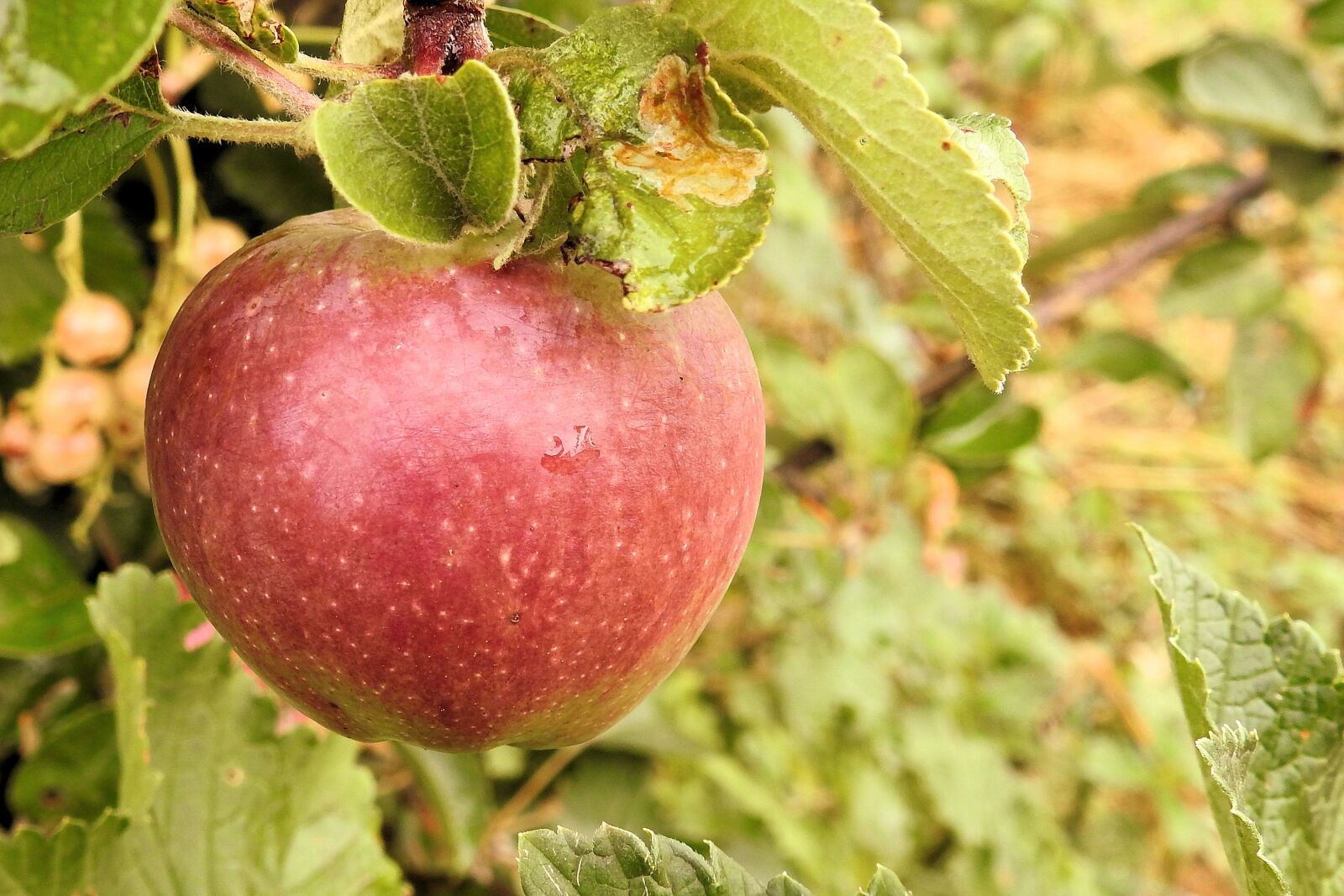 Nikon Coolpix P900 sample photo. Apple, apple tree, fruit photography