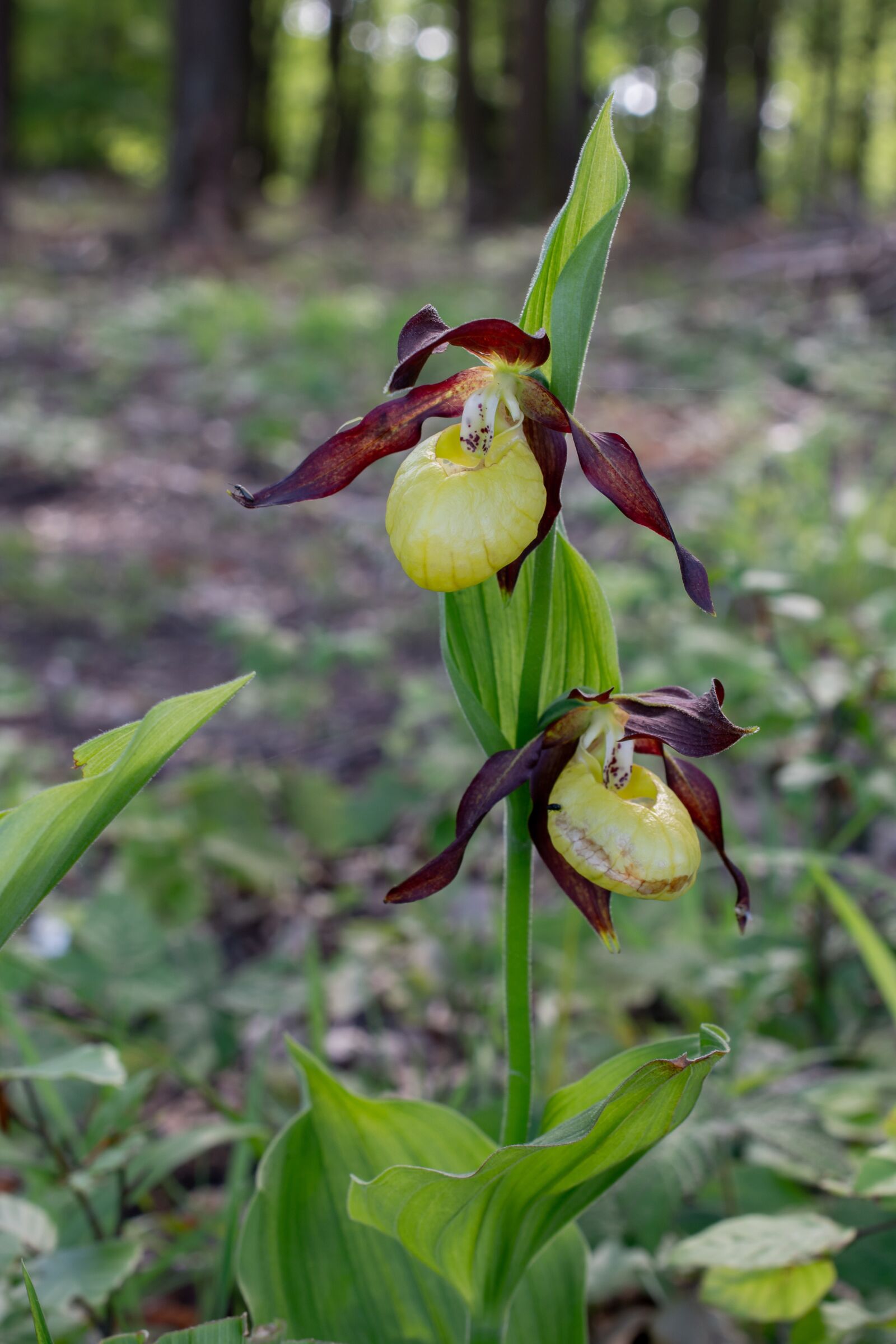 Nikon D7200 sample photo. Lady's slipper, flower, macro photography