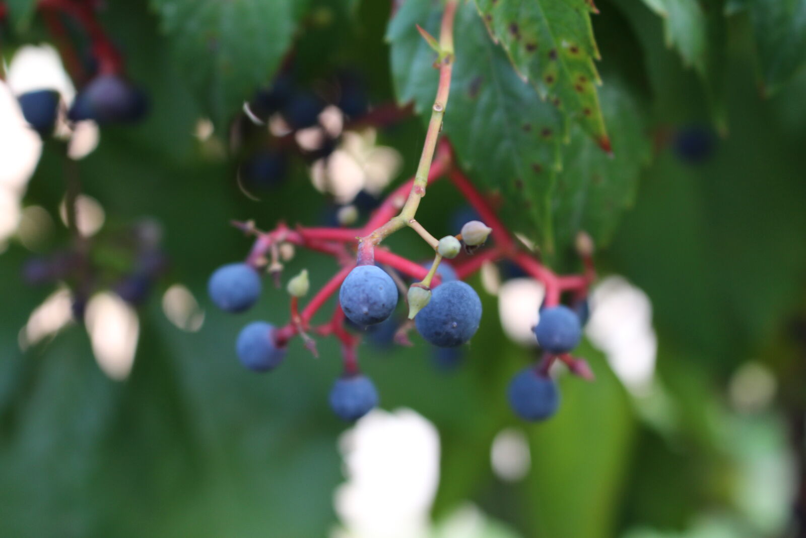 Canon EOS 700D (EOS Rebel T5i / EOS Kiss X7i) sample photo. Grape, grapes, green, leaf photography