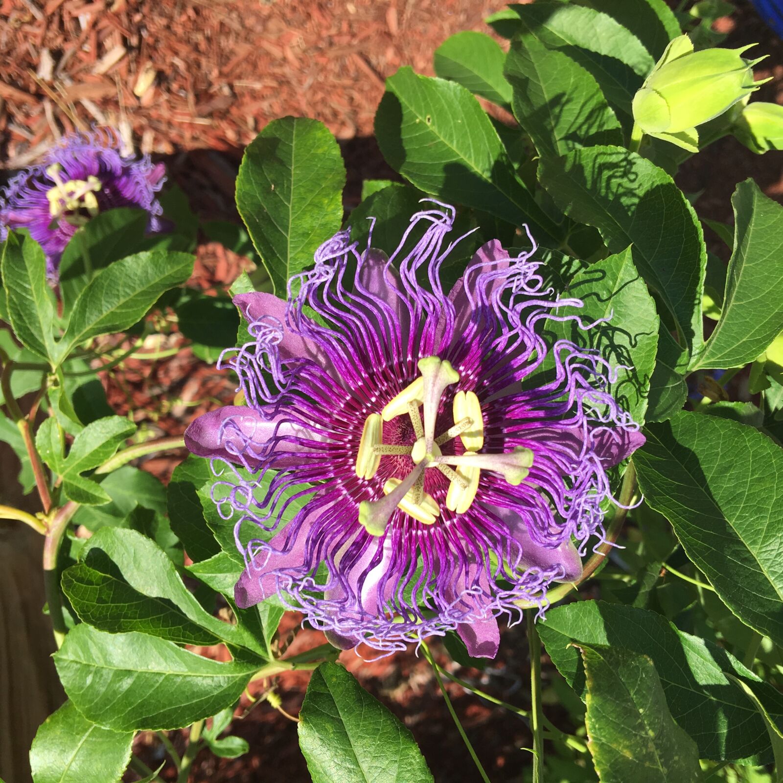 Apple iPhone 6s Plus sample photo