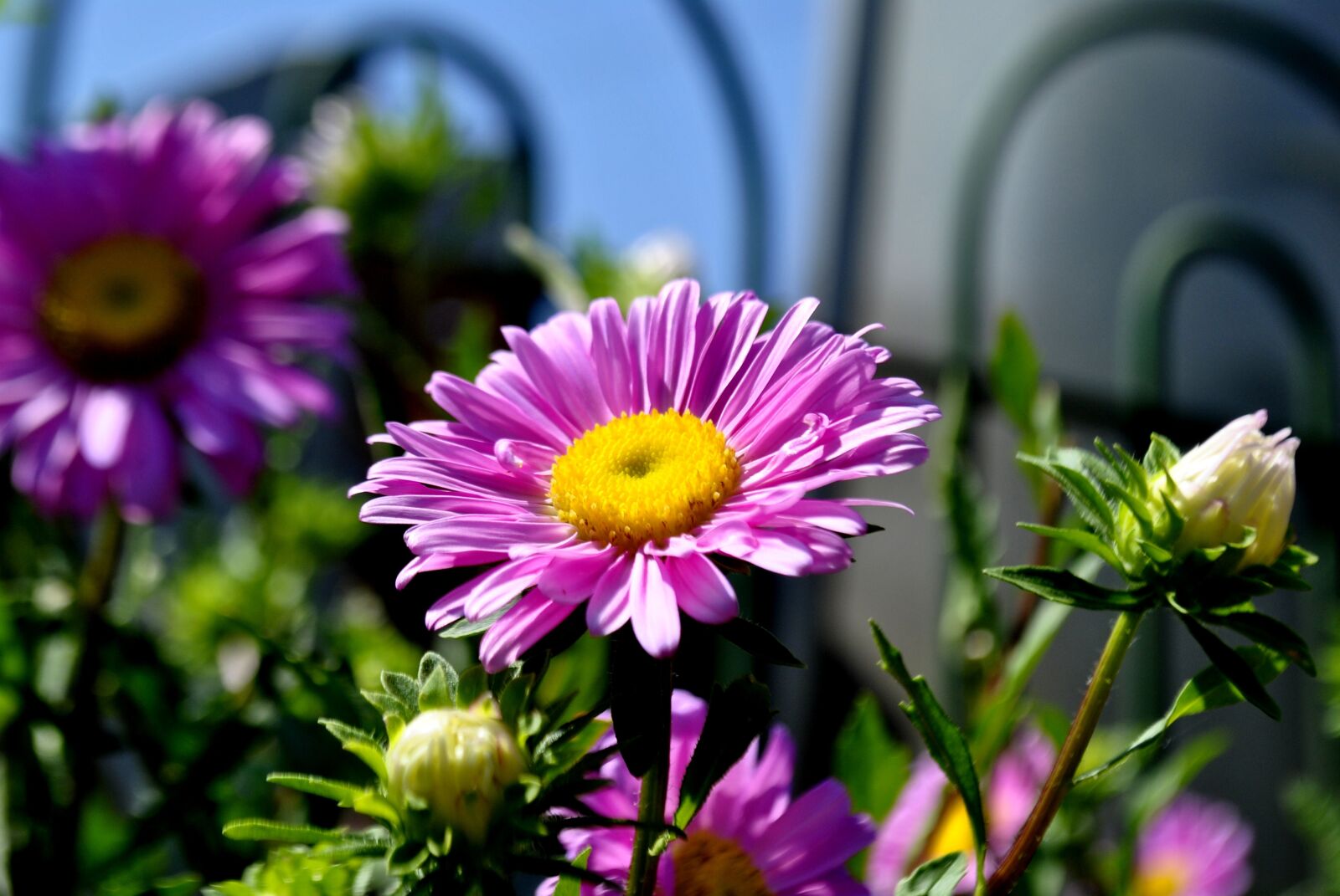 Nikon D3000 sample photo. Flower, pink, blossom photography