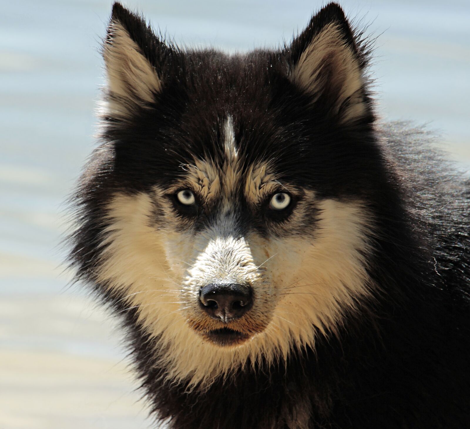 Canon EOS 100D (EOS Rebel SL1 / EOS Kiss X7) sample photo. Husky, dog, dog breed photography