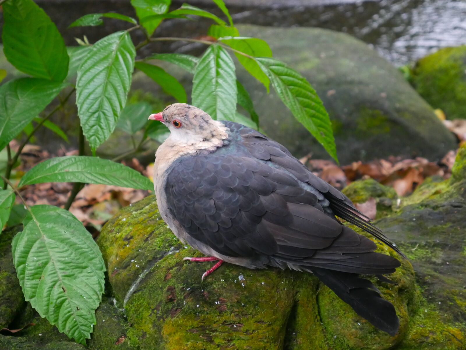 Panasonic Lumix DMC-G7 sample photo. Bird, nature, outdoors photography