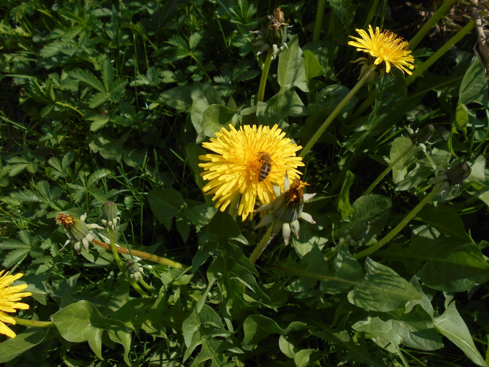 Nikon COOLPIX S2800 sample photo. Dandelion, flower, yellow photography
