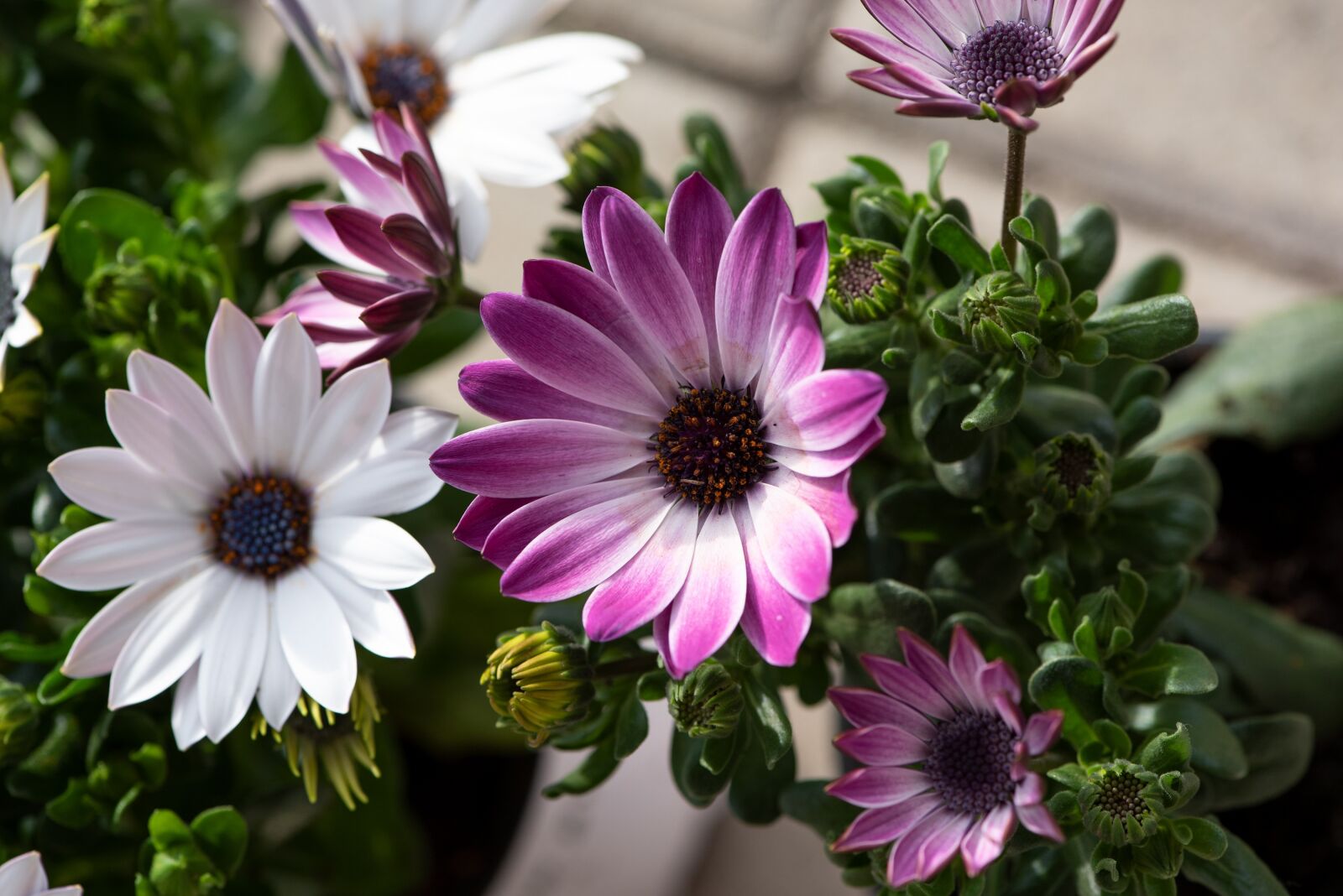 Nikon D750 sample photo. Cape daisies, flowers, white photography
