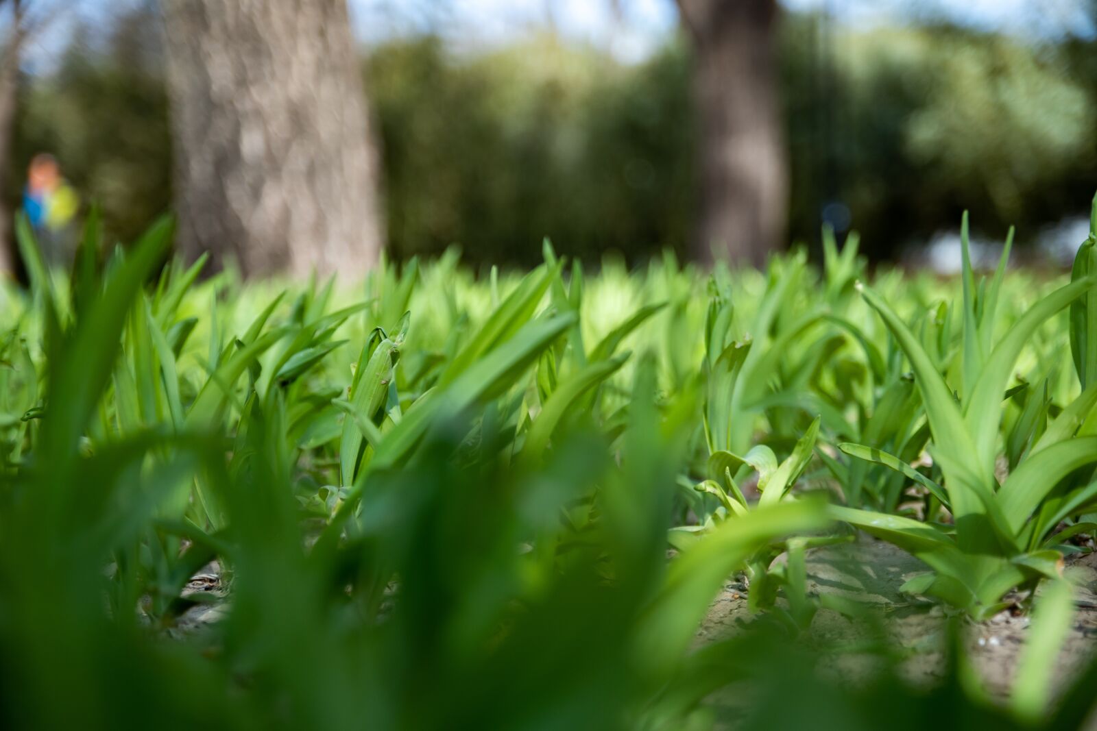 Canon EOS M6 sample photo. Grass, grassland, sunshine photography