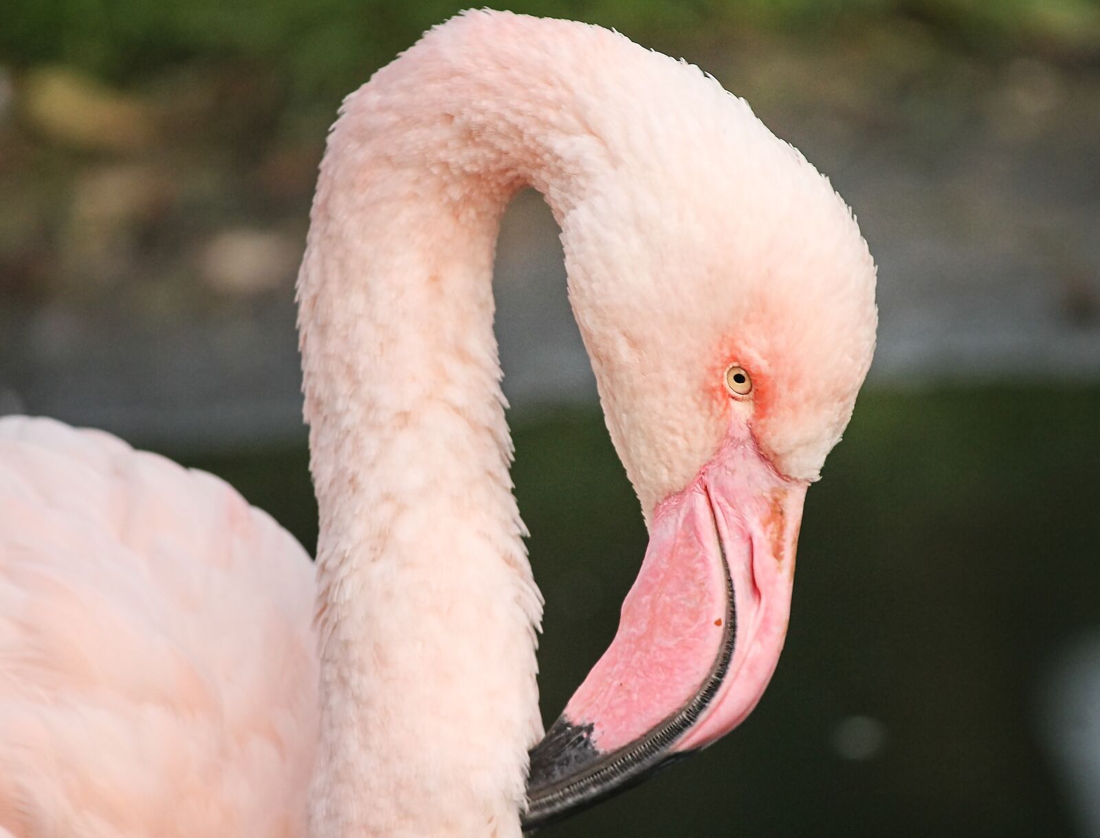 Canon EOS 1100D (EOS Rebel T3 / EOS Kiss X50) sample photo. Flamingo, pink, pink flamingo photography