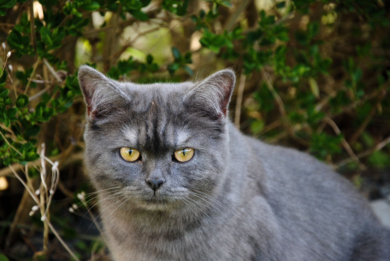 Nikon D3000 sample photo. Cat, nature, grey photography