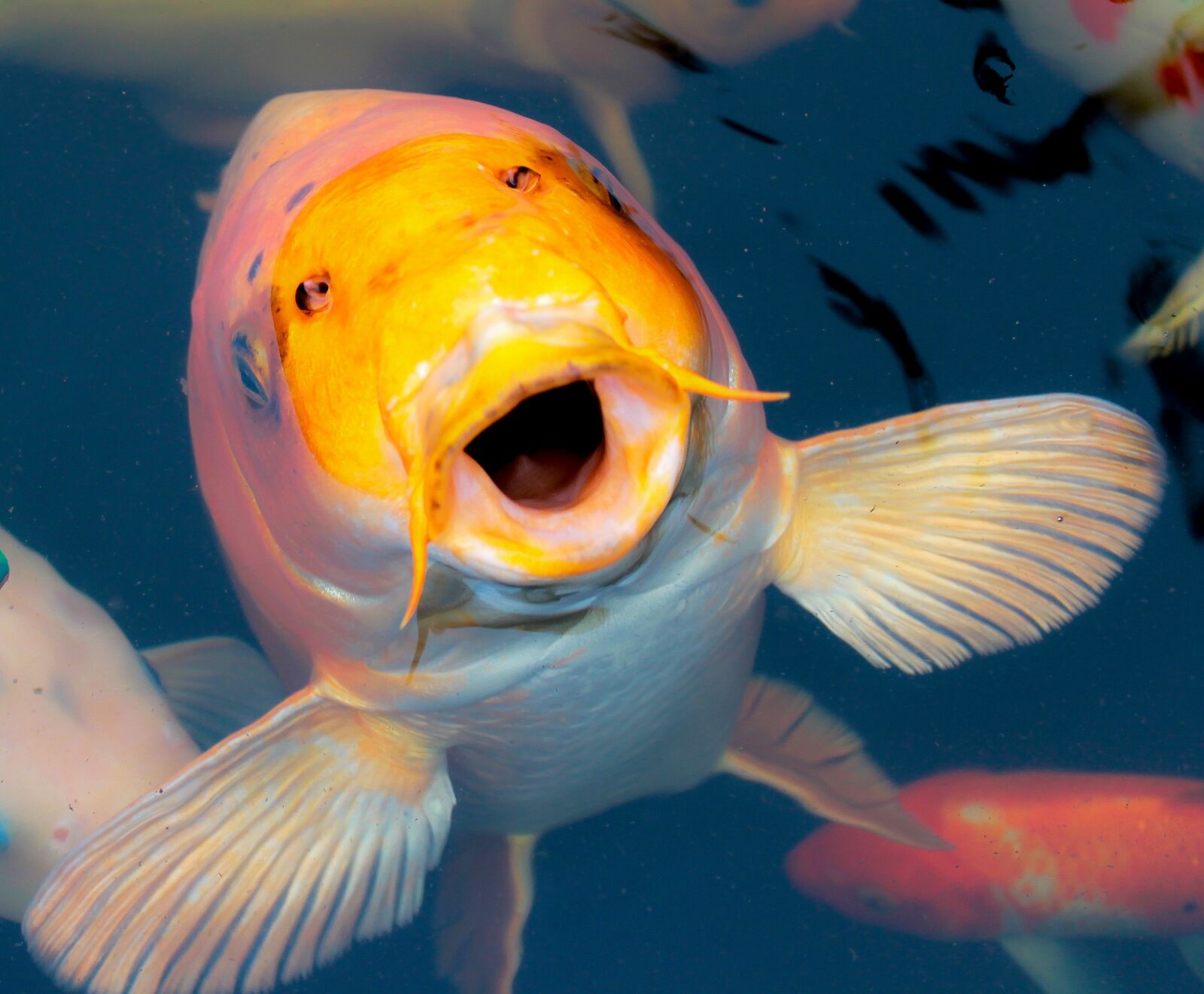 Canon EOS 1100D (EOS Rebel T3 / EOS Kiss X50) sample photo. Ornamental fish, koi, d photography