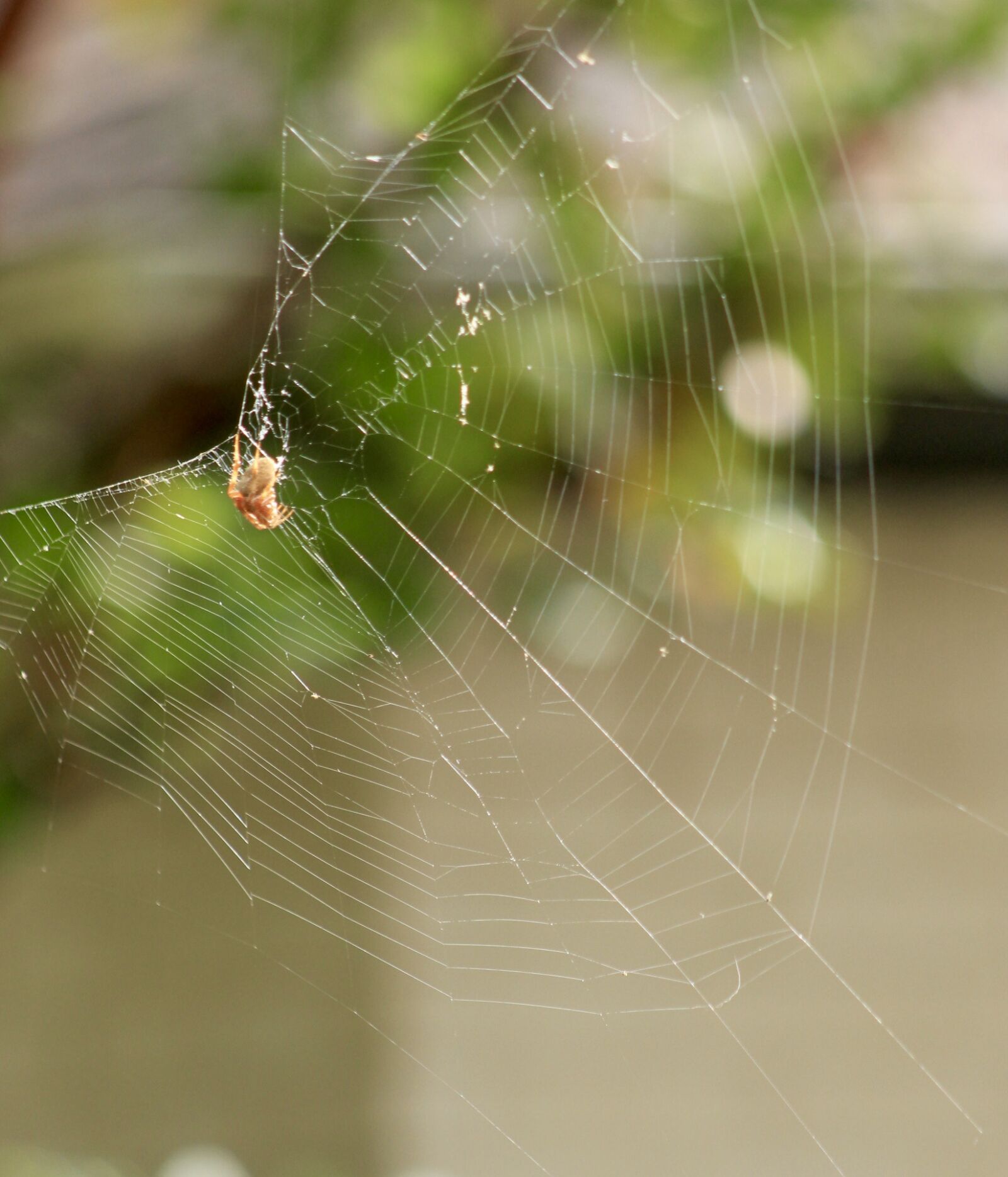 Canon EF 75-300mm f/4-5.6 sample photo. Spider, spider, web, spider photography