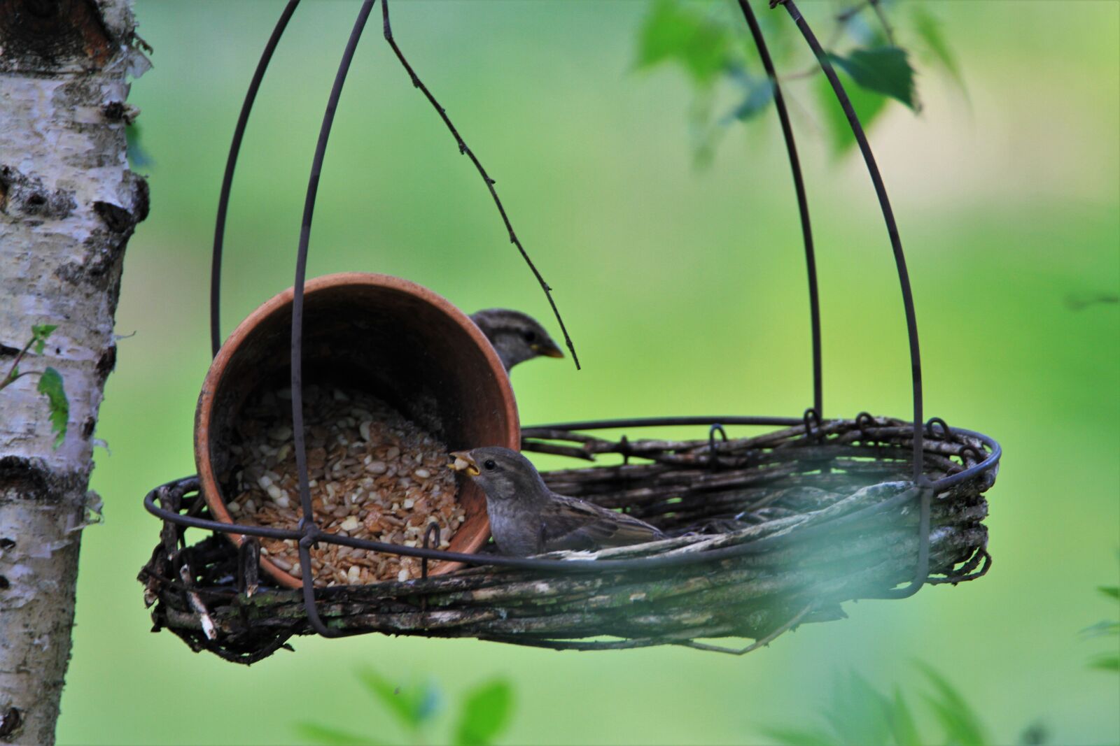 Tamron SP 150-600mm F5-6.3 Di VC USD sample photo. Sparrows family, sparrow, birds photography