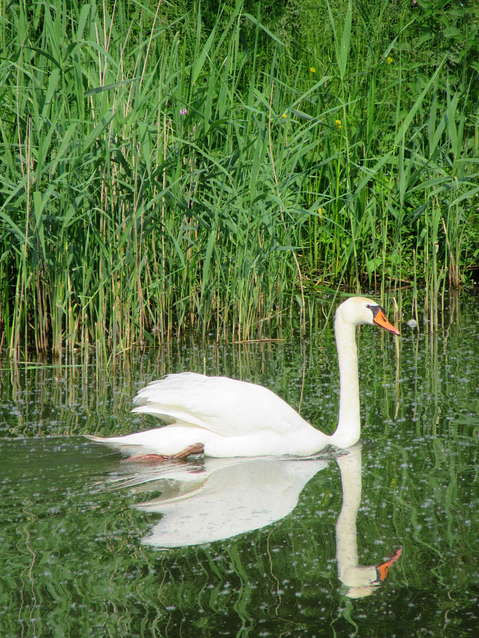 Canon PowerShot SX610 HS sample photo. Swan, white swan, bird photography