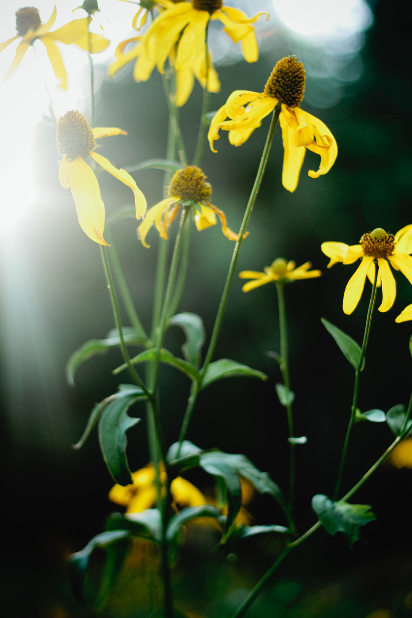 Canon EOS 7D + Canon EF 50mm F1.8 II sample photo. Flowers, sunflowers photography