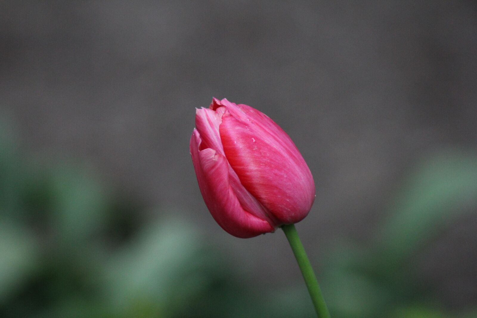 Canon EOS 60D sample photo. Nature, flower, flora photography