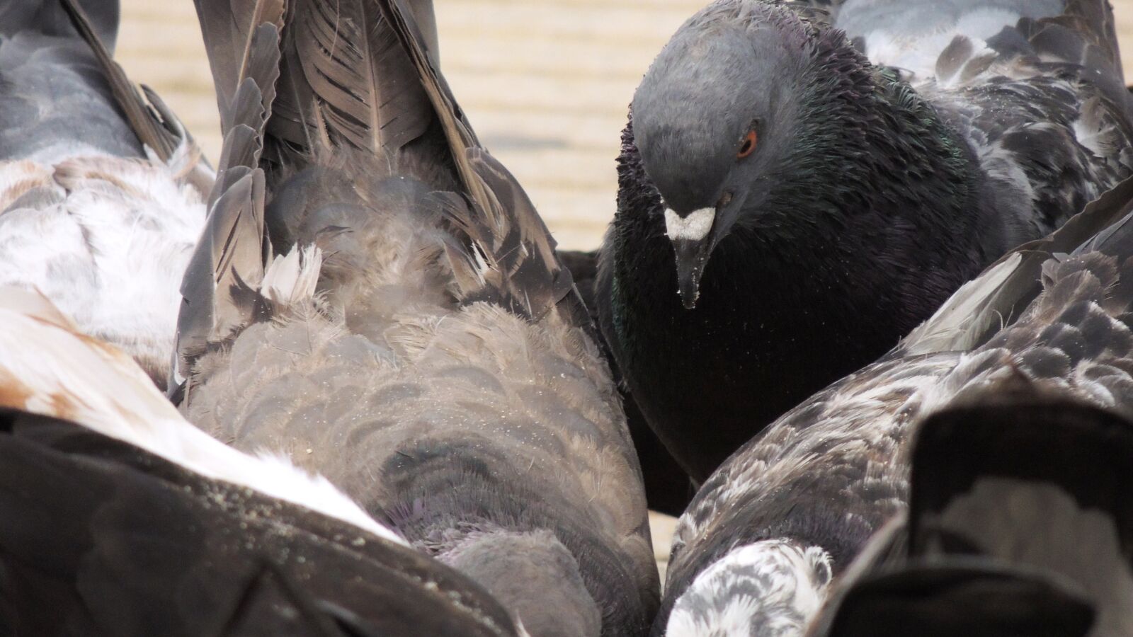 Nikon Coolpix P510 sample photo. Pigeons, in, the photography