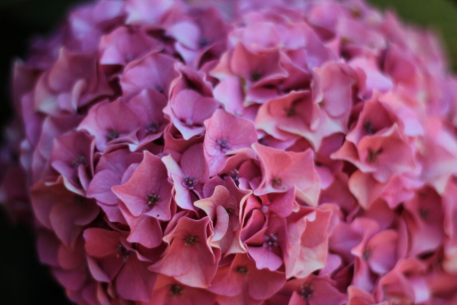 Canon EOS 550D (EOS Rebel T2i / EOS Kiss X4) sample photo. Pink flower, blossom, spring photography