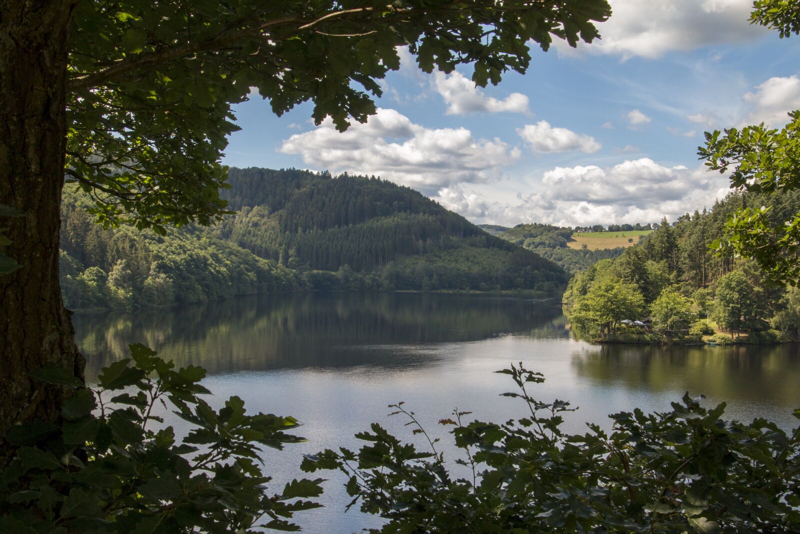 Canon EOS 70D sample photo. Forest, eifel, germany photography